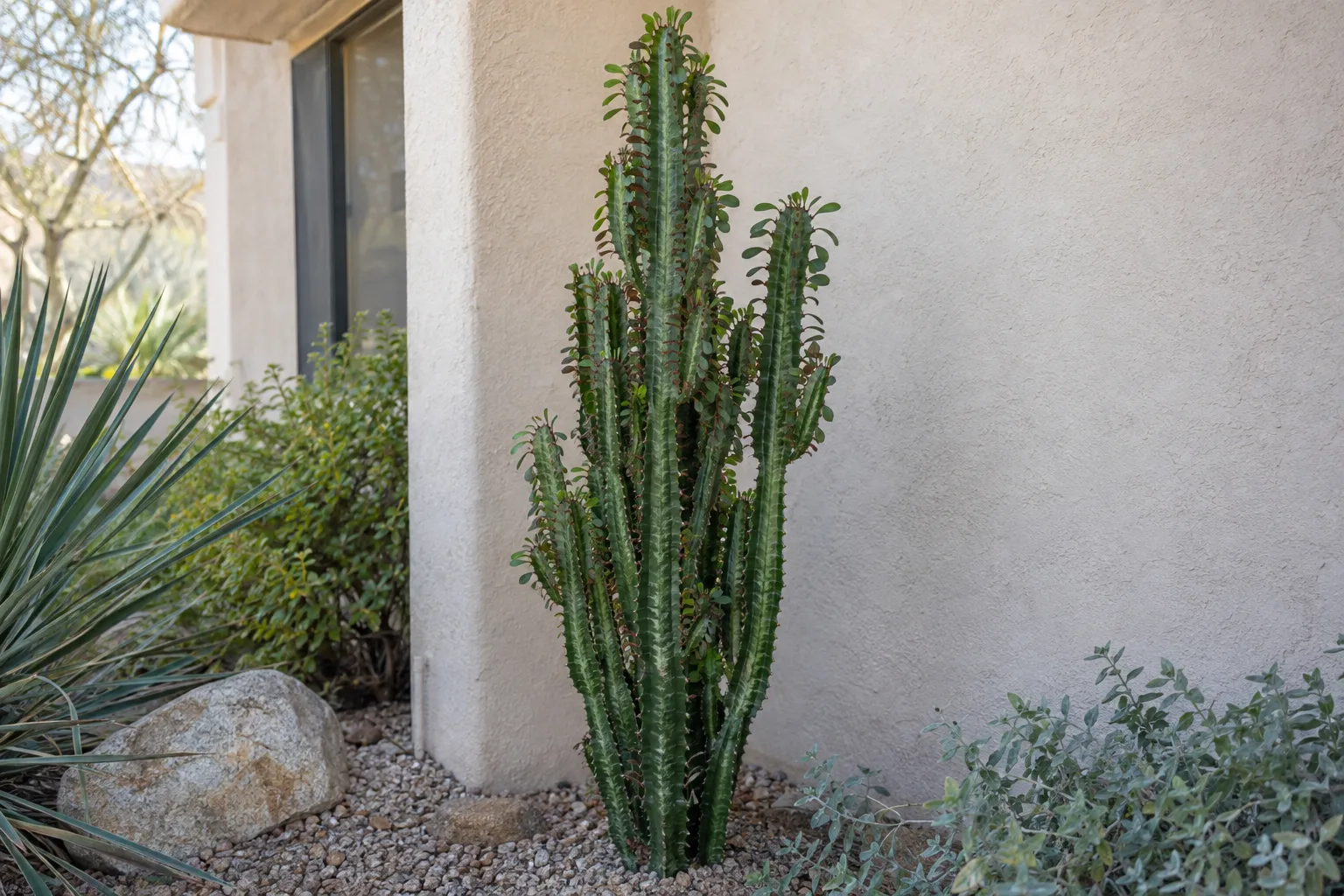 Euphorbia trigona with upright three-sided green stems and small leaves in a courtyard bed