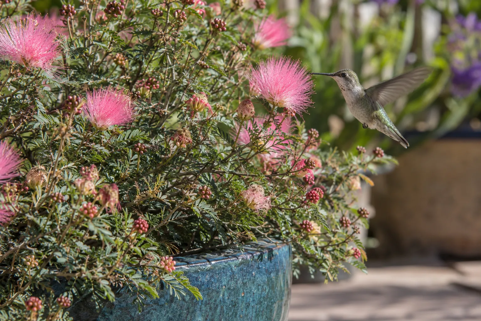 Pink powderpuff flowers of fairy duster in a container, a hummingbird hovering close