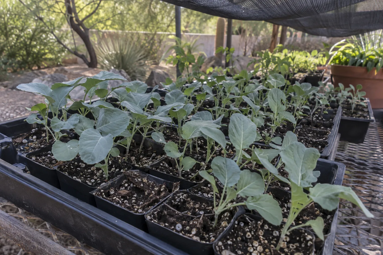 Young cool-season vegetable transplants growing in shade at Desert Horizon Nursery in Queen Creek
