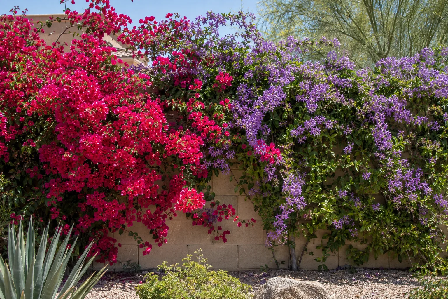 Magenta bougainvillea and pink queen's wreath blooming across a tan block wall in full sun