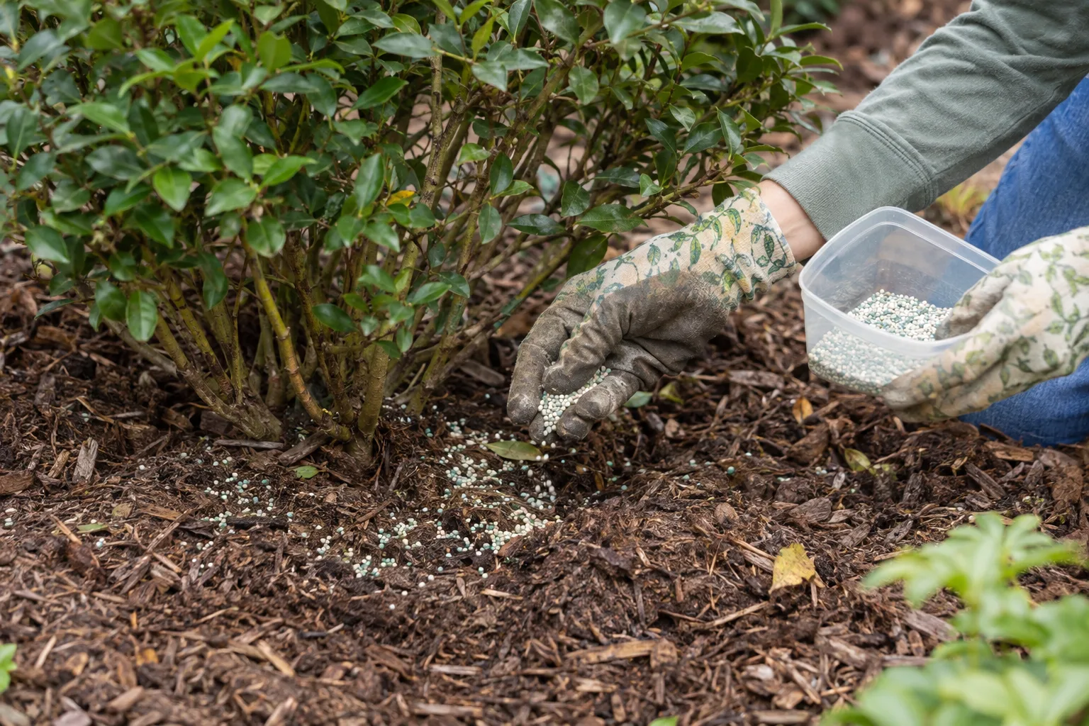 Fertilizer being spread on soil around the base of a young desert shrub