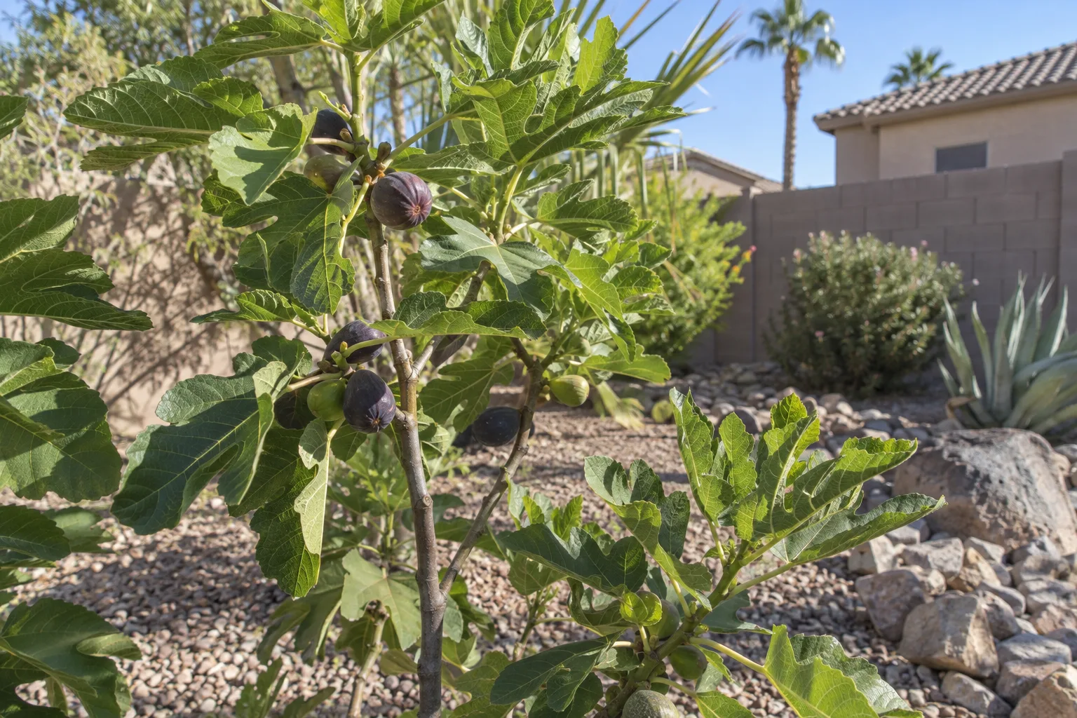 Fig tree loaded with ripe fruit growing in a sunny low desert backyard