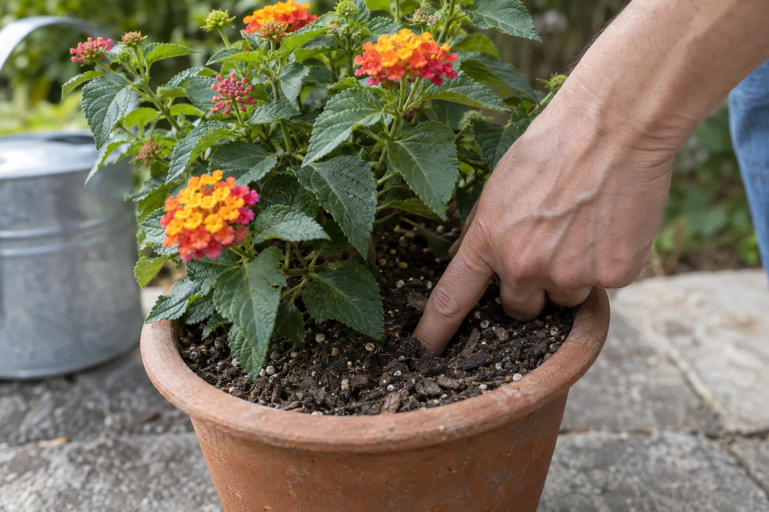 Gardener pushing a finger into dry soil of a potted lantana in bloom