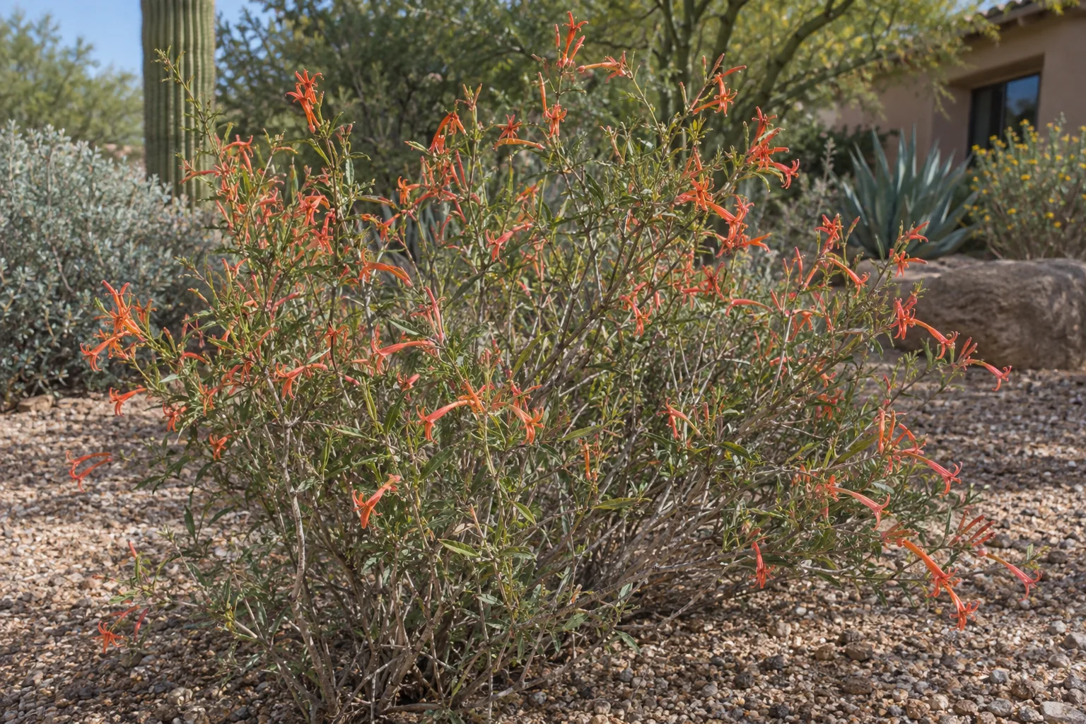 Flame acanthus shrub with narrow green leaves and slender orange-red tubular flowers