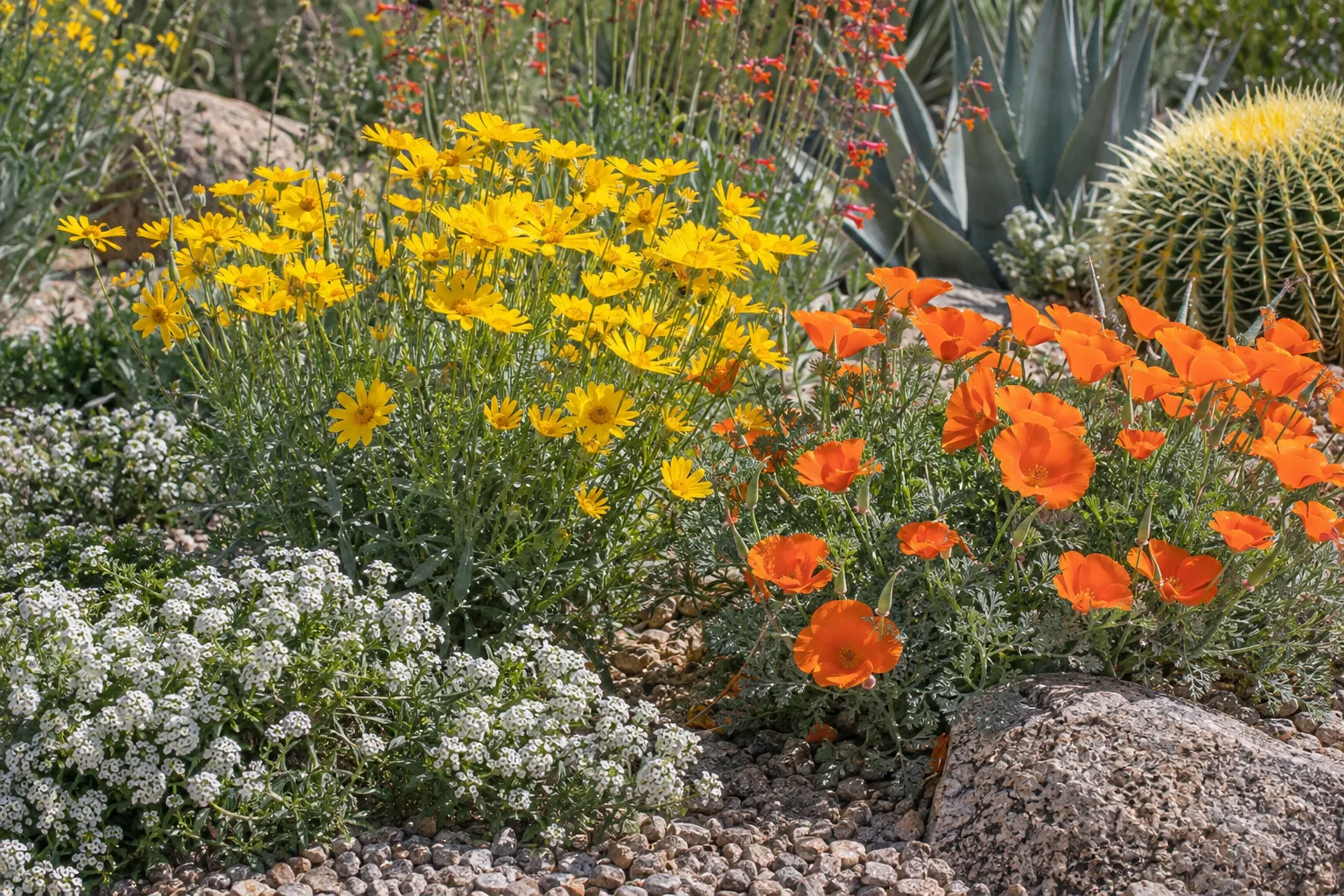 Colorful low-water perennial bed with yellow, orange and white flowers over gravel mulch