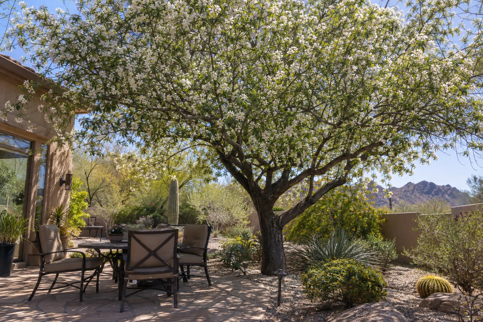 Flowering shade tree in full bloom casting shade over a desert backyard patio