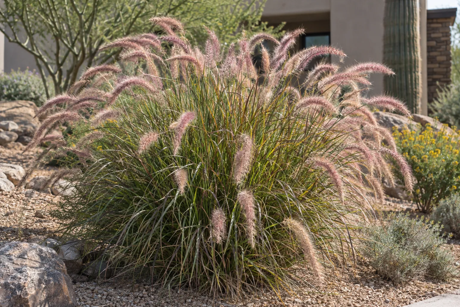 Fountain grass clump with arching green blades and coral-pink bottlebrush plumes