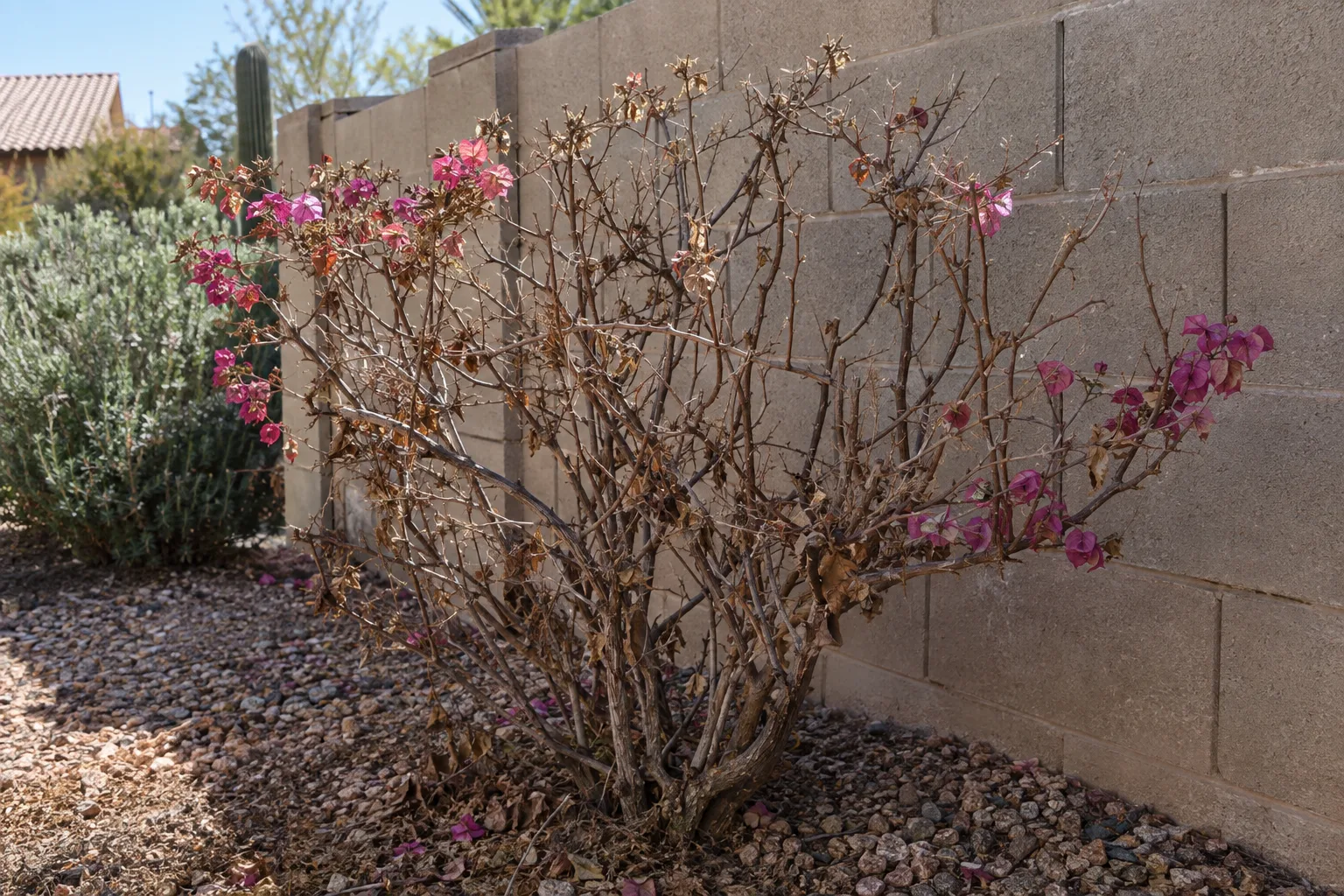 Bare freeze-damaged bougainvillea canes against a block wall in an Arizona yard in April