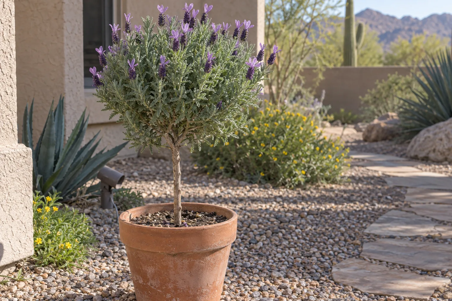 French lavender topiary with a clipped round head of gray-green leaves and purple flower spikes in a terracotta pot
