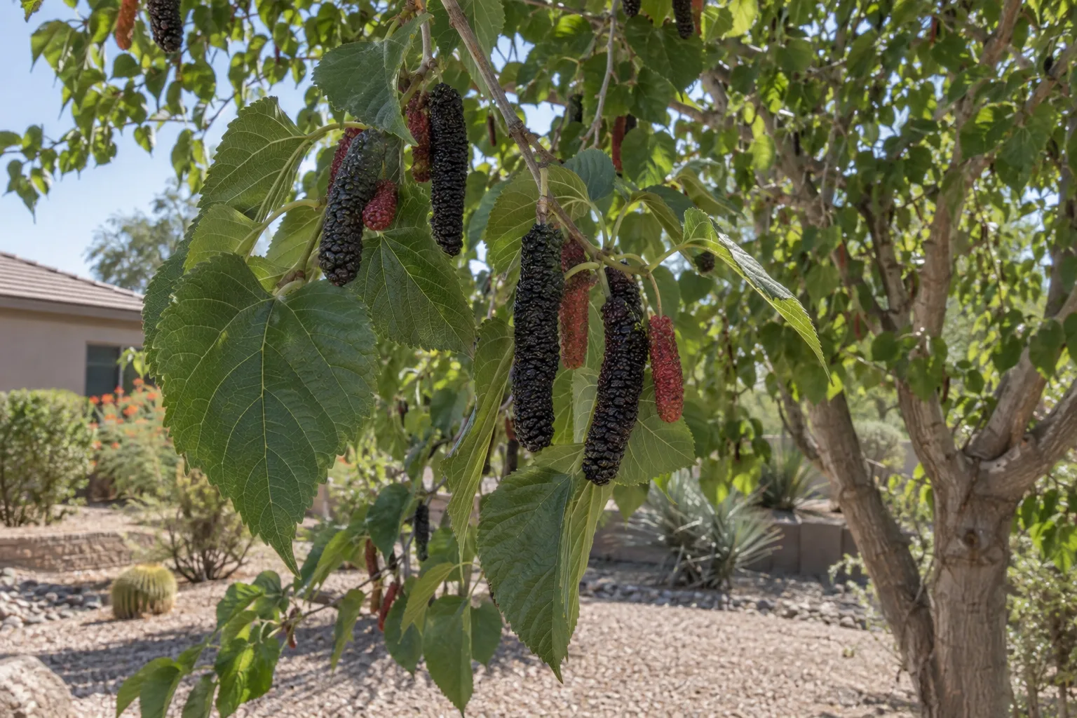 Fruiting mulberry tree with heart-shaped green leaves and long dark purple-black berries