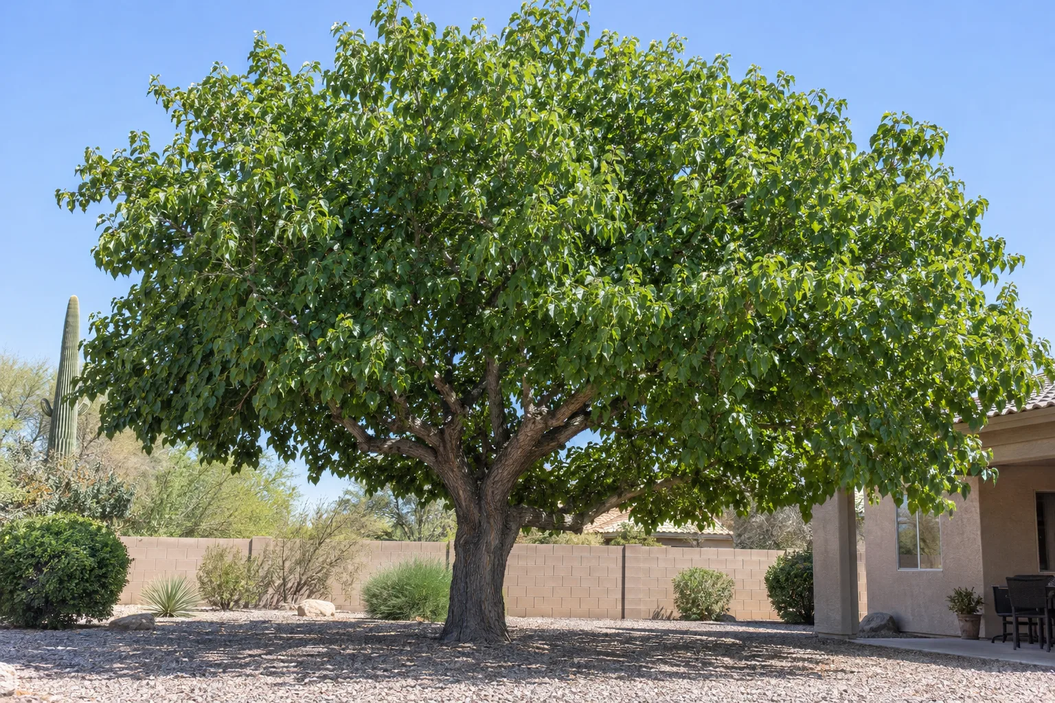 Fruitless mulberry shade tree with a thick trunk and broad dense canopy of large glossy green leaves