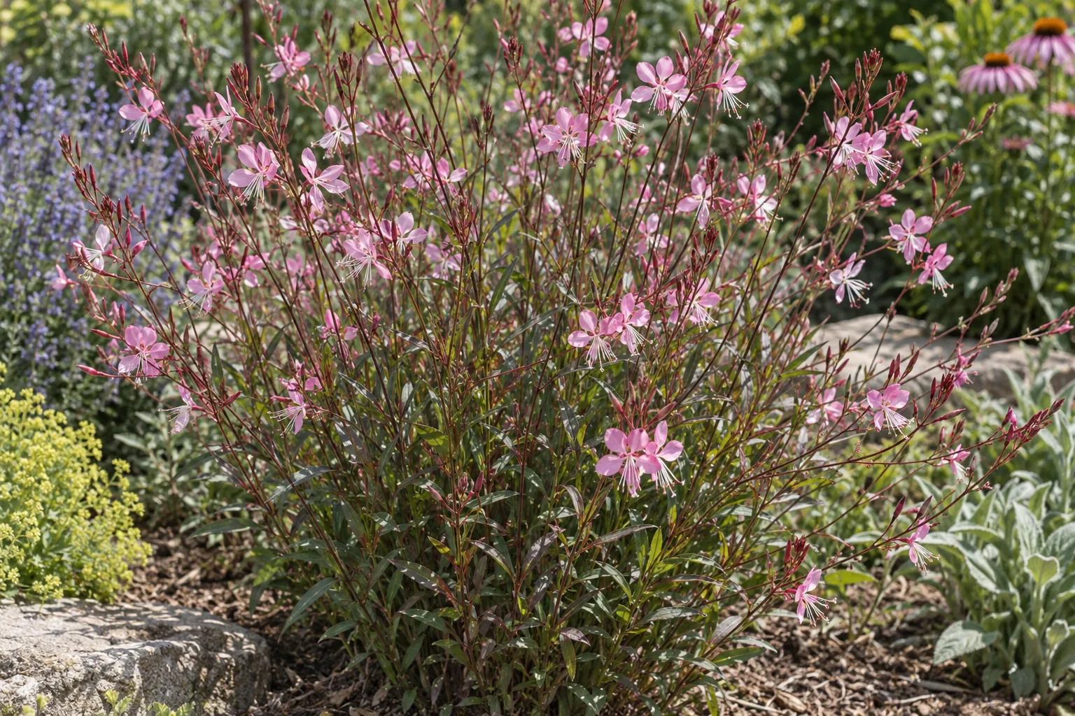 Pink gaura with rosy-pink butterfly-like flowers on airy arching stems in a sunny garden bed