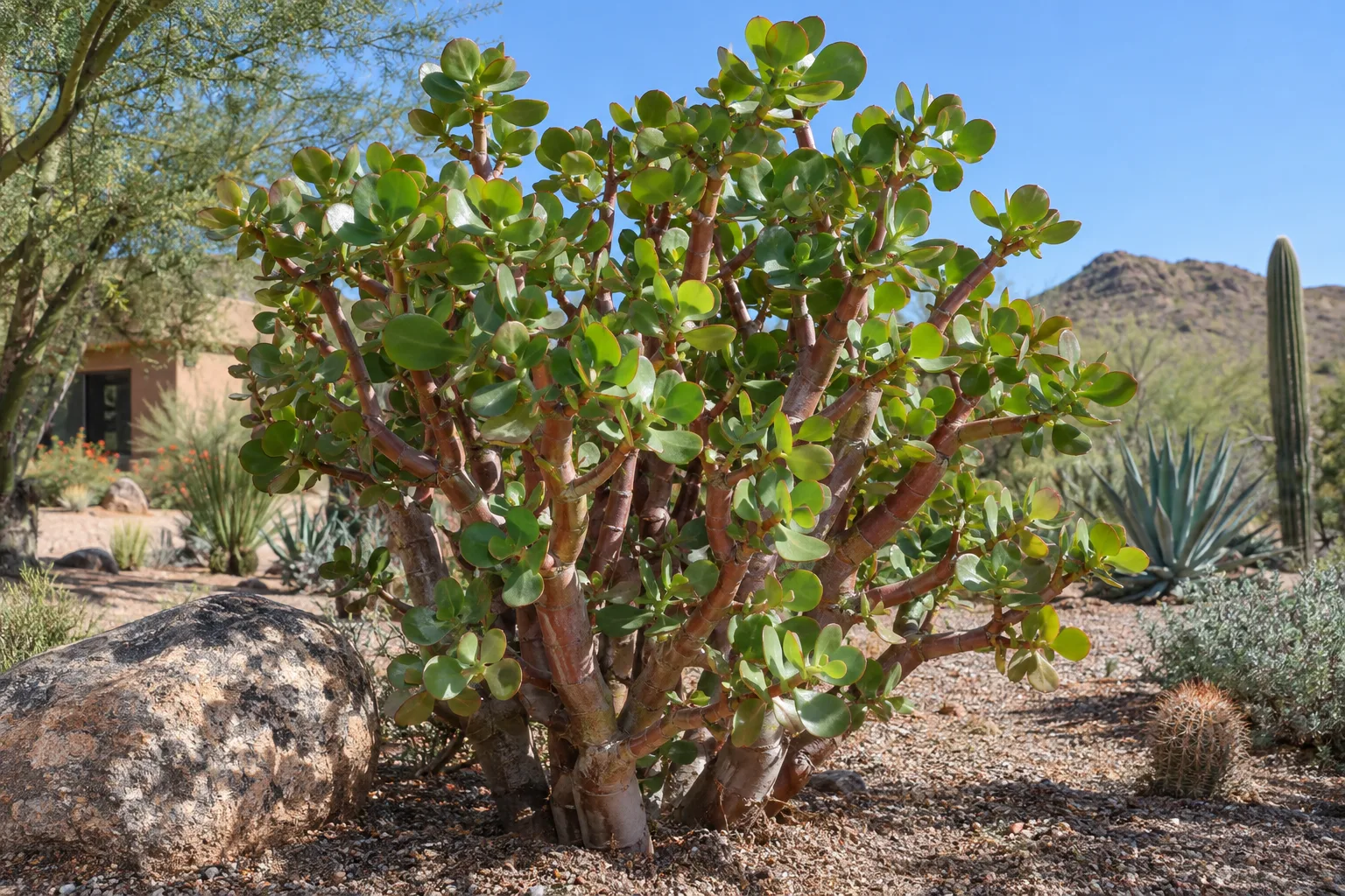 Giant elephant food shrub with thick reddish stems and large round glossy green leaves in a gravel bed