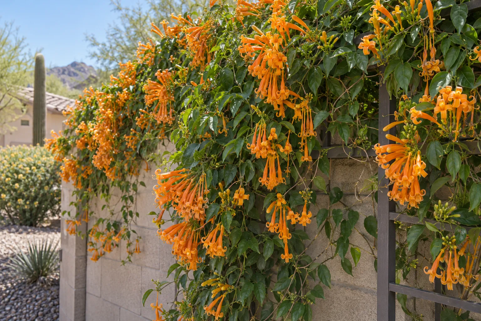 Gold flame vine draped over a wall with cascading clusters of golden-orange tubular flowers
