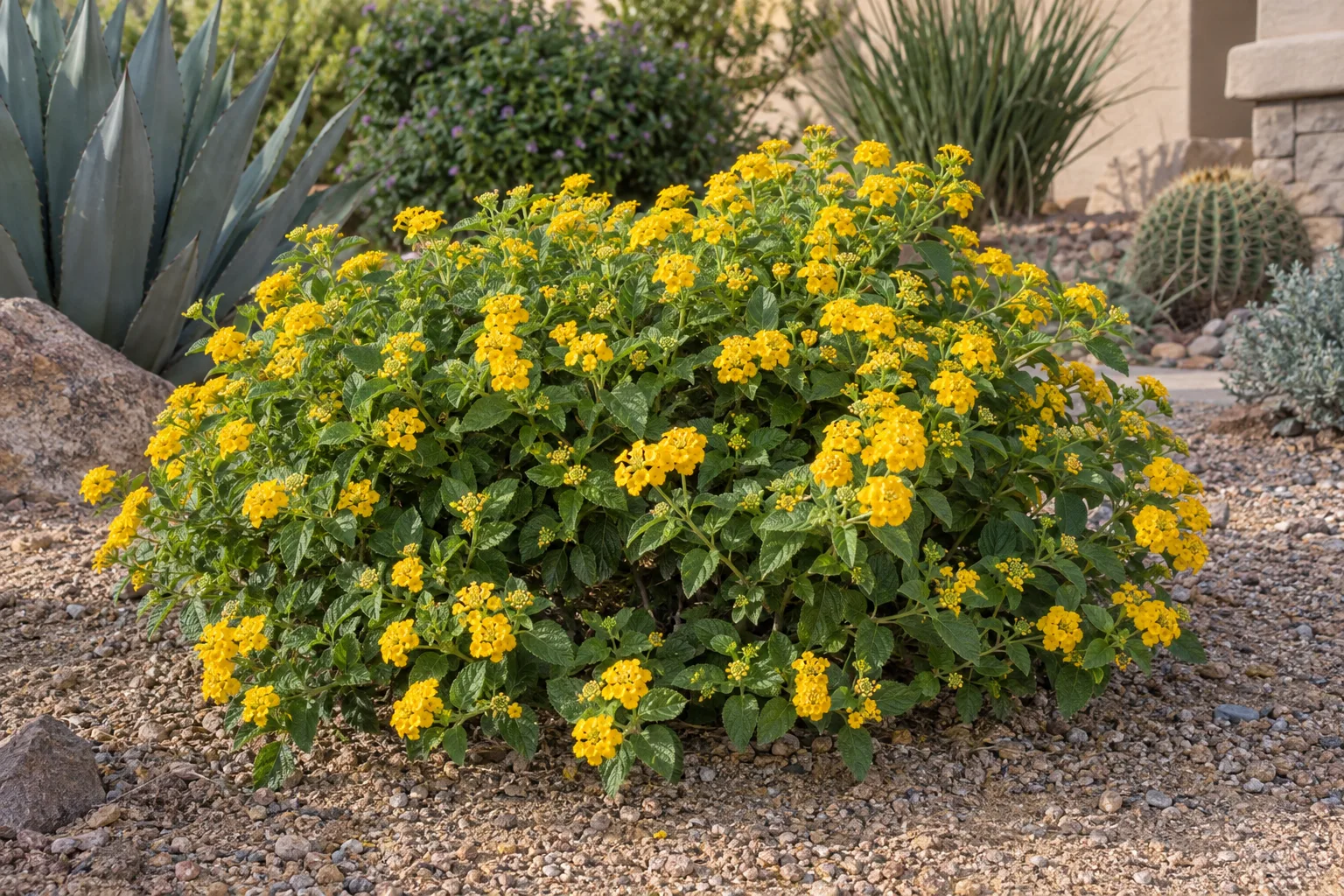 Gold Mound lantana forming a low mound blanketed in golden-yellow flower clusters