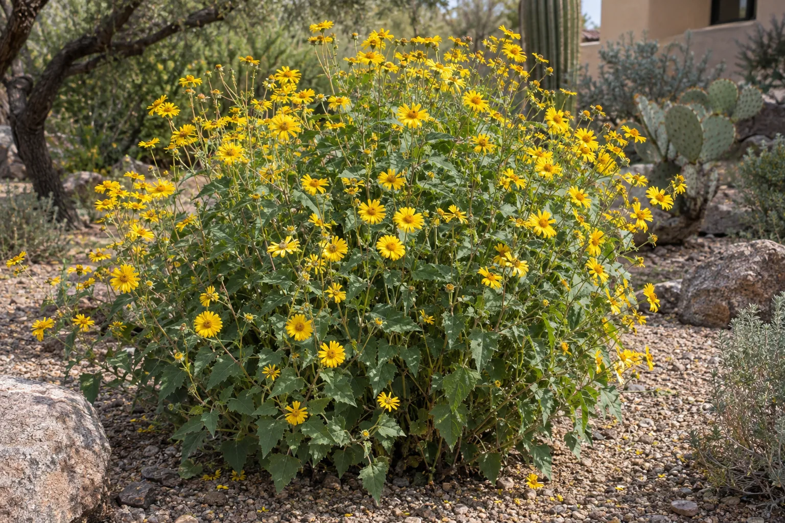 Goldeneye, a bushy mounded shrub covered in golden-yellow daisy flowers, in an informal desert garden bed
