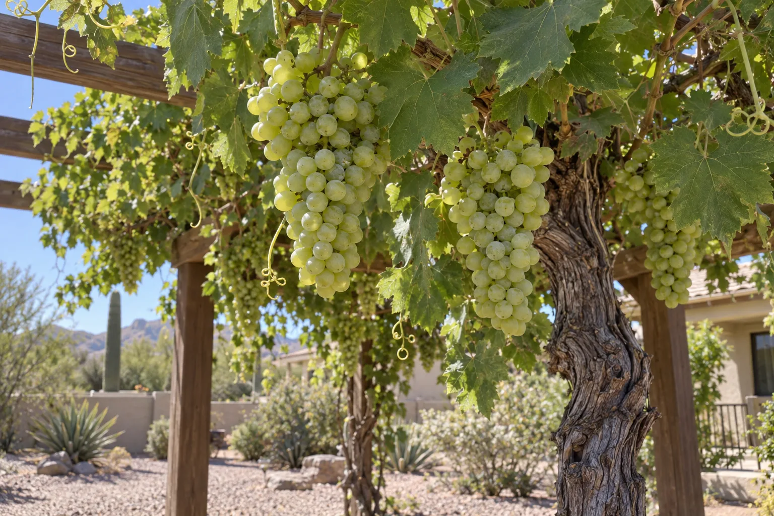 Perlette seedless grape vine on an arbor with compact clusters of round pale green grapes