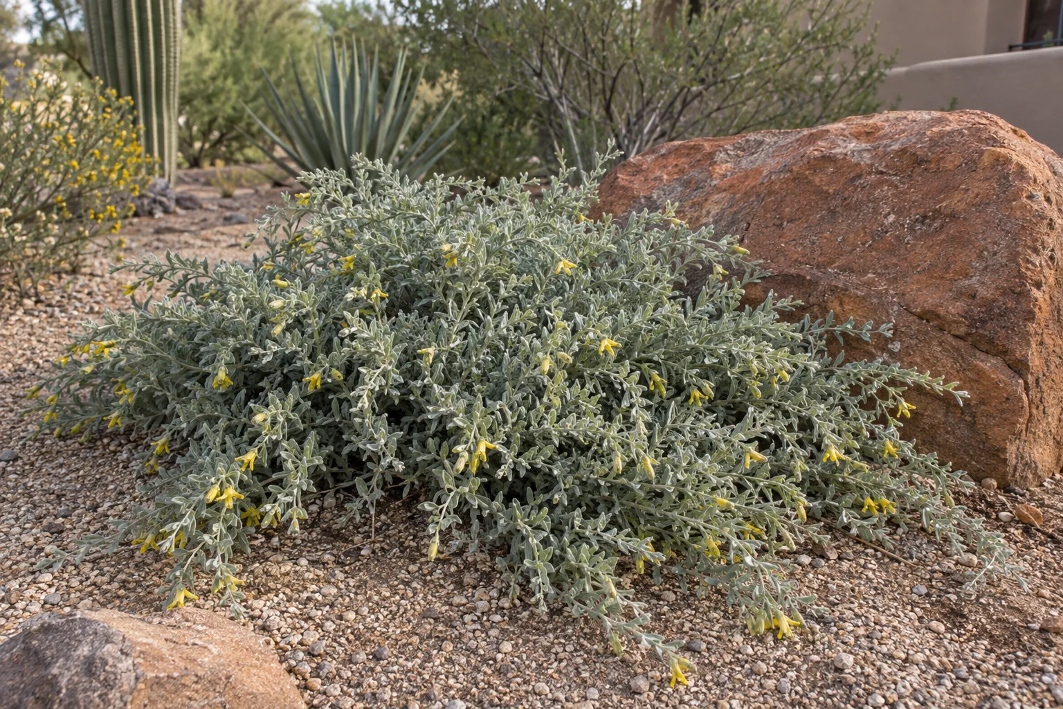 Grey Horizon emu bush groundcover with silver-grey foliage and small yellow tubular flowers