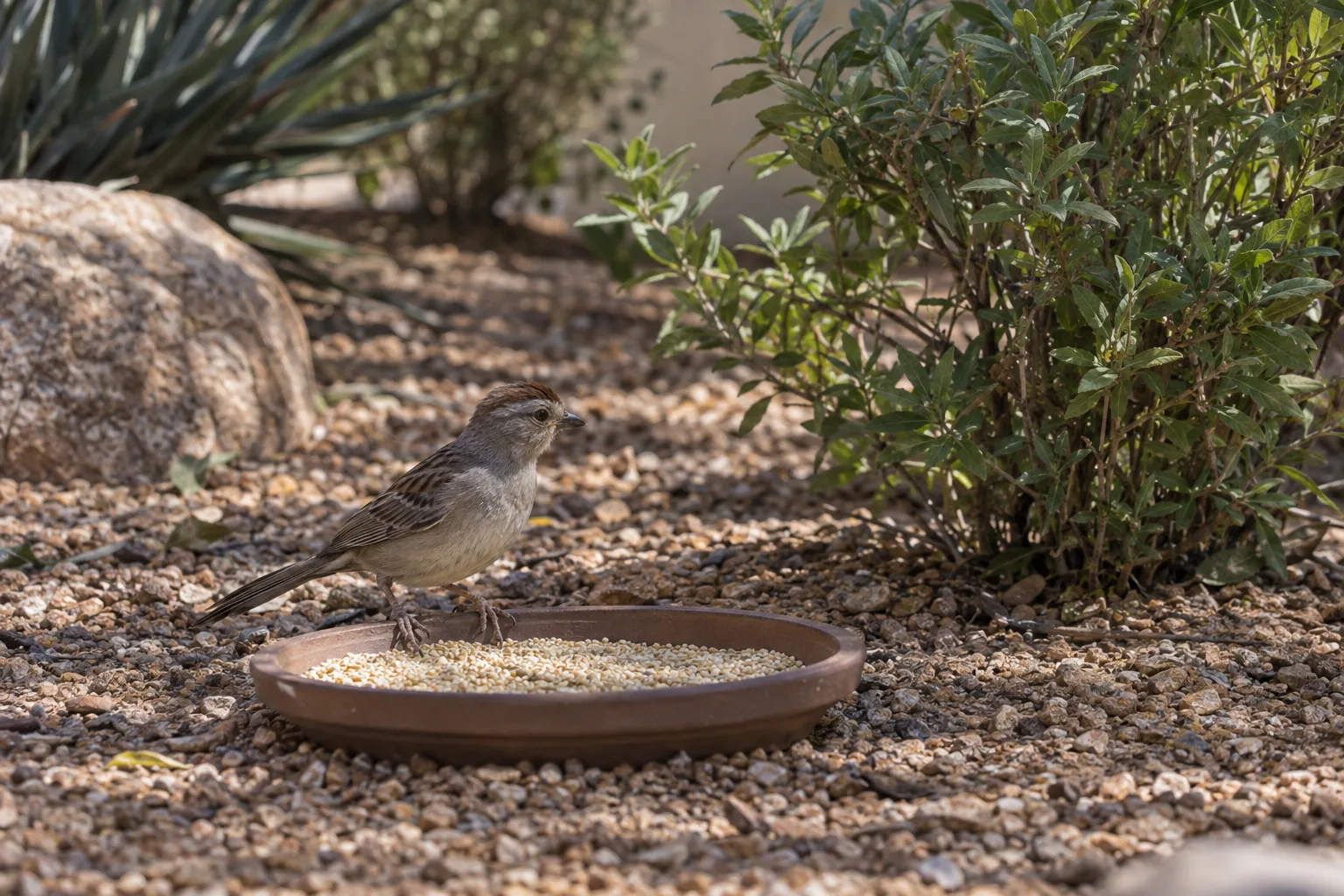 Low tray of white millet on decomposed granite with a small shrub close by