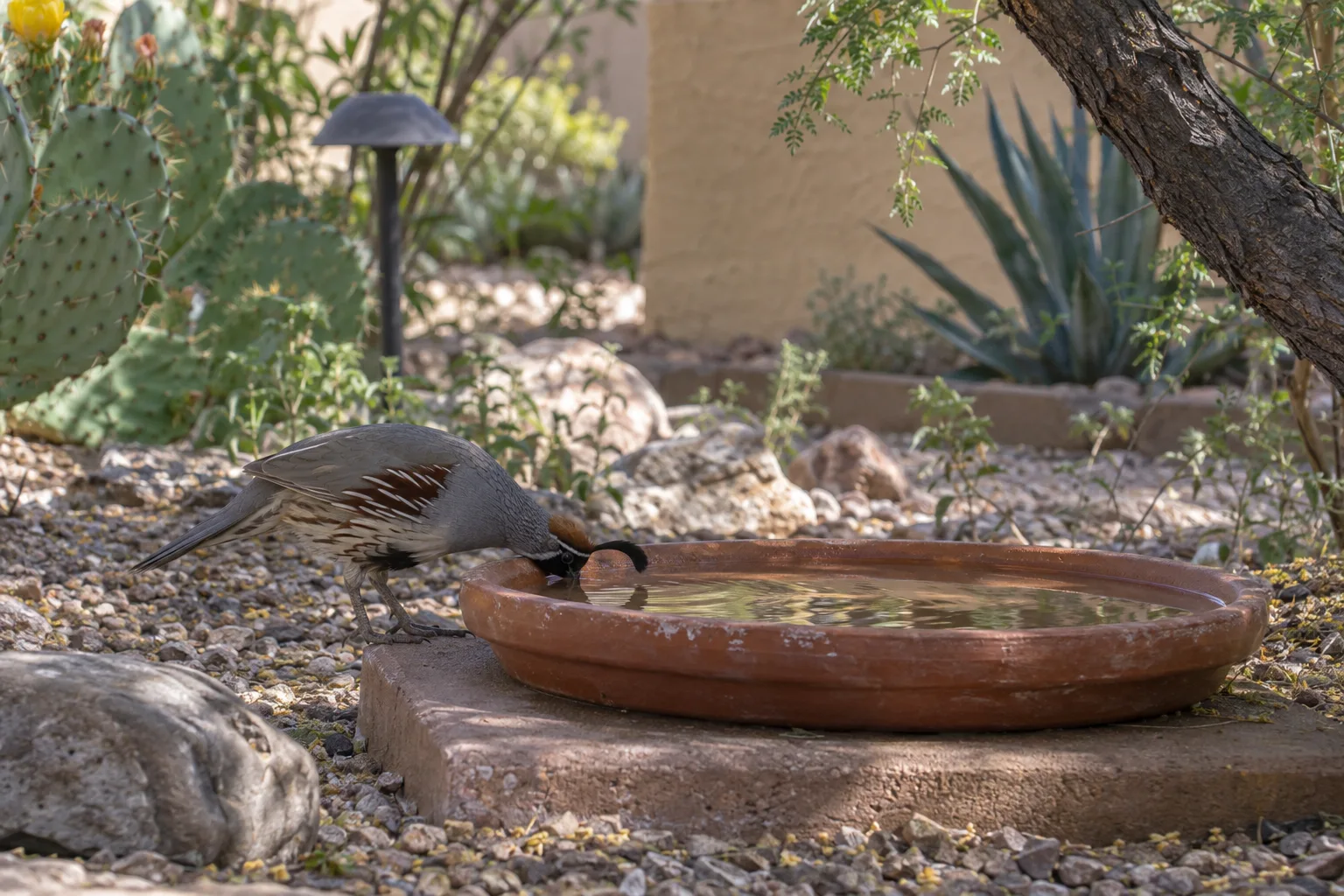 Gambel's quail drinking from a shallow terra cotta dish in dappled shade on a desert patio