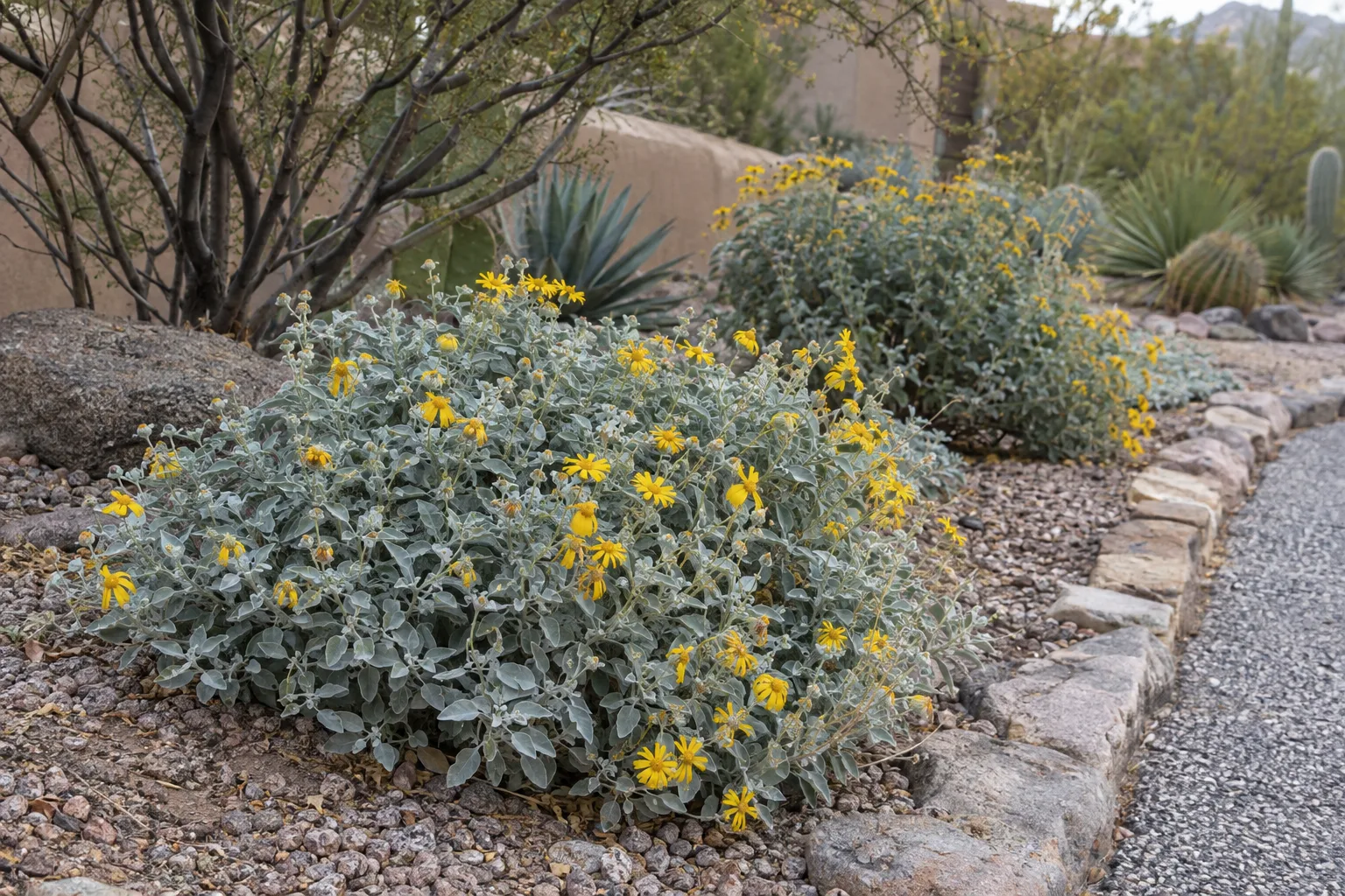 Low silver-green groundcovers with yellow flowers edging a gravel bed in a winter desert garden