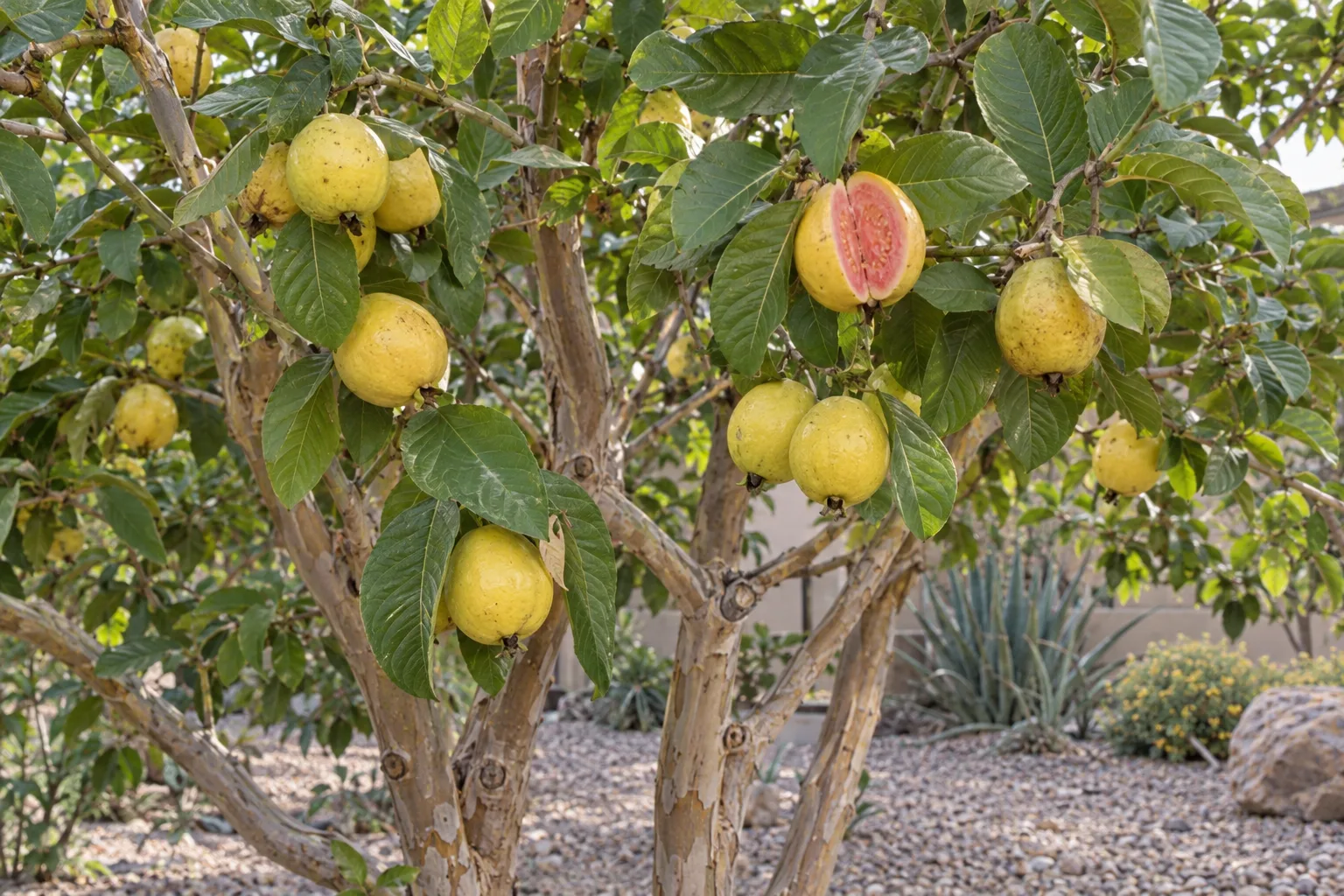 Hawaiian pink guava branches loaded with ripe yellow fruit, one split open showing salmon-pink flesh