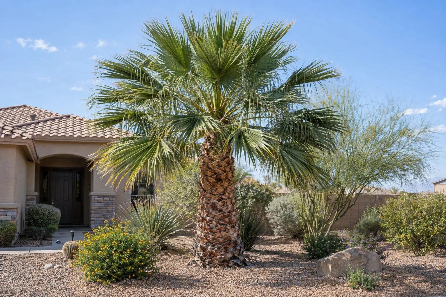 Healthy fan palm with a full canopy of green fronds in a desert front yard