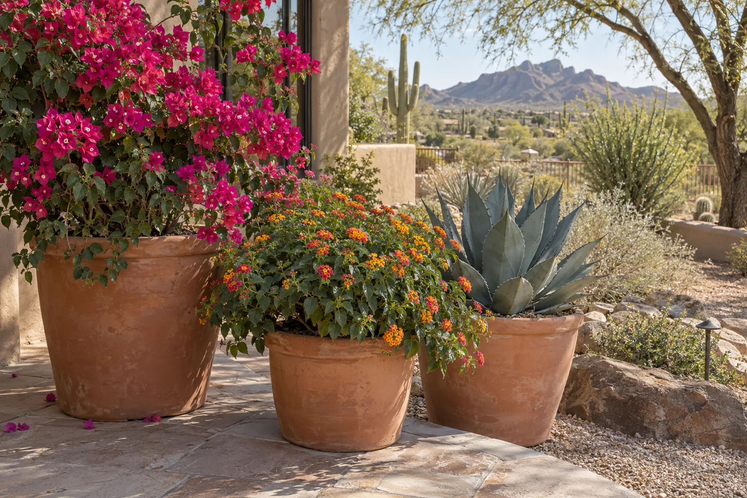 Terracotta containers holding bougainvillea, lantana and agave along a stucco patio wall at Desert Horizon Nursery in Queen Creek
