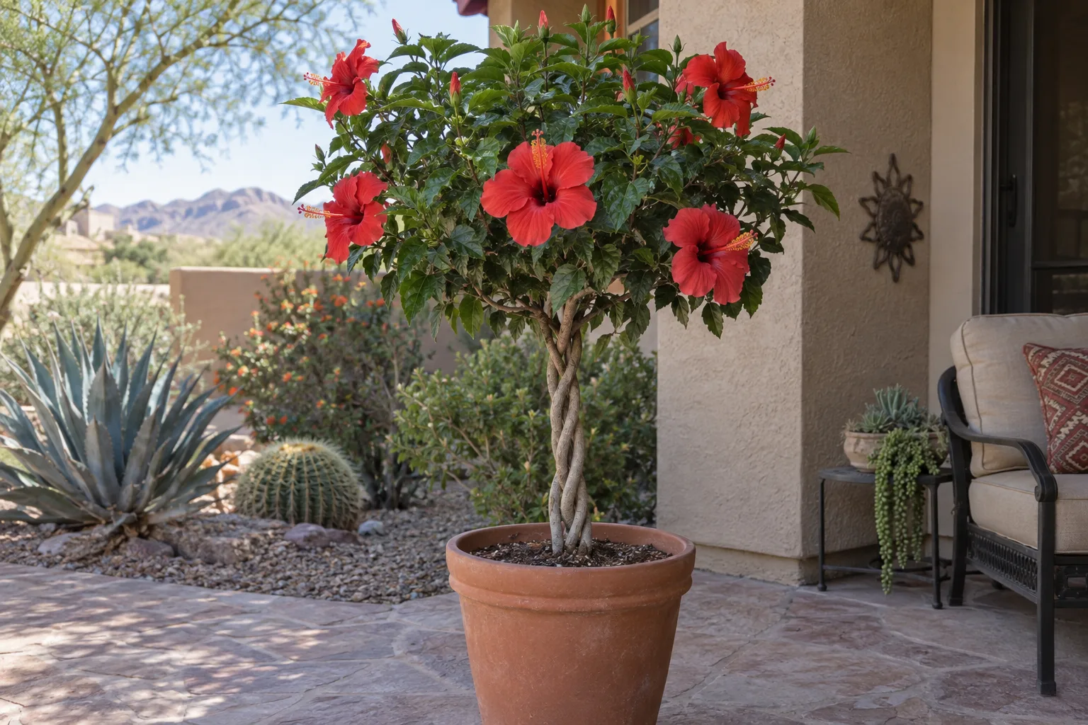 Red braided hibiscus tree with a plaited trunk and large red flowers in a pot on a patio