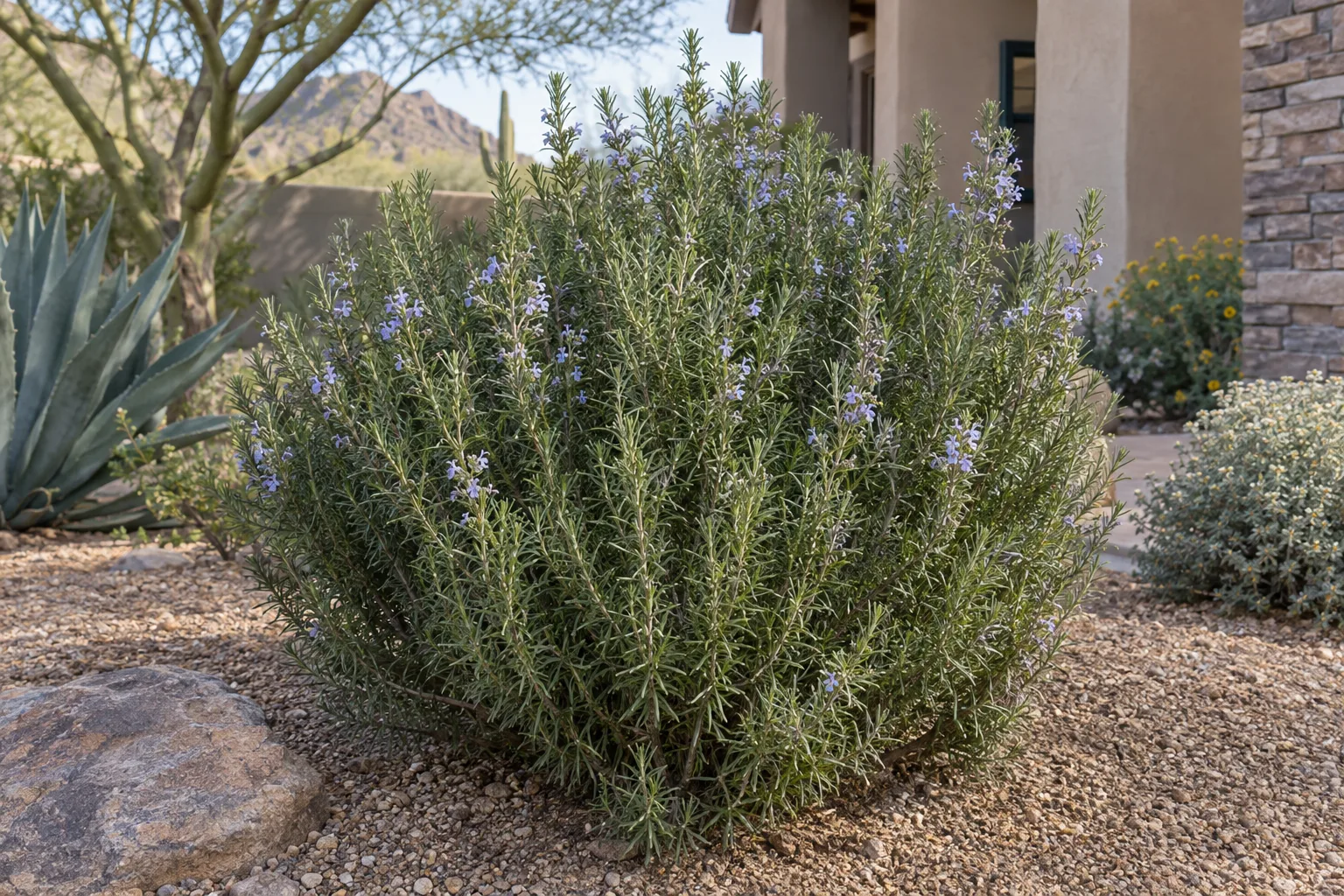 Hill Hardy rosemary shrub, upright with grey-green needle leaves and small pale blue flowers