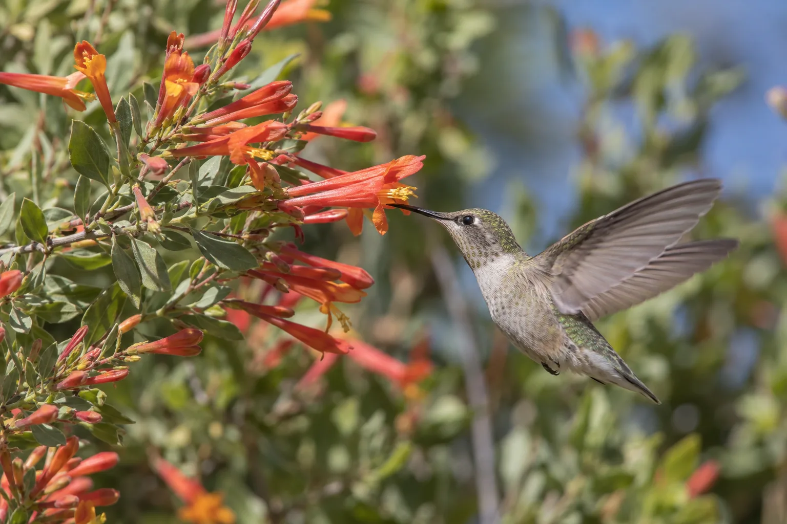 A hummingbird hovers at orange tubular desert honeysuckle flowers in a Queen Creek garden
