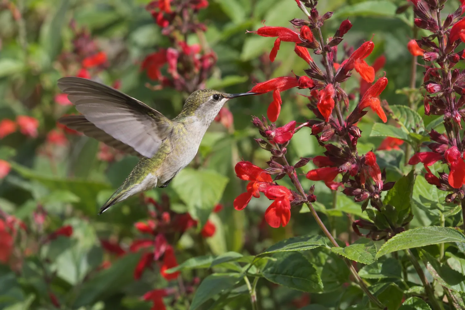 Hummingbird feeding at red tubular salvia flowers in a Queen Creek garden