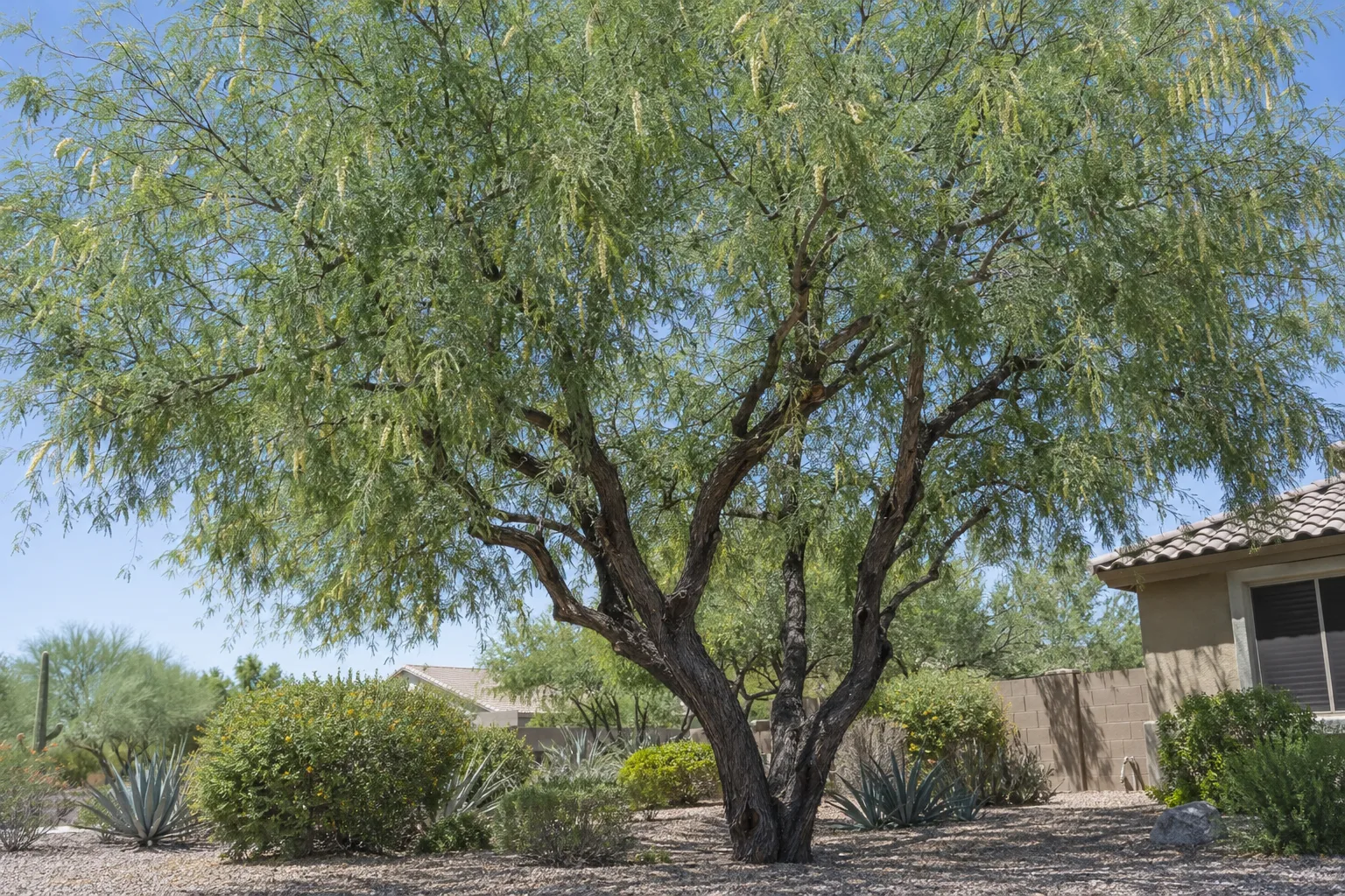 Hybrid native mesquite, a multi-trunk shade tree with dark shaggy bark and a broad canopy of airy green foliage