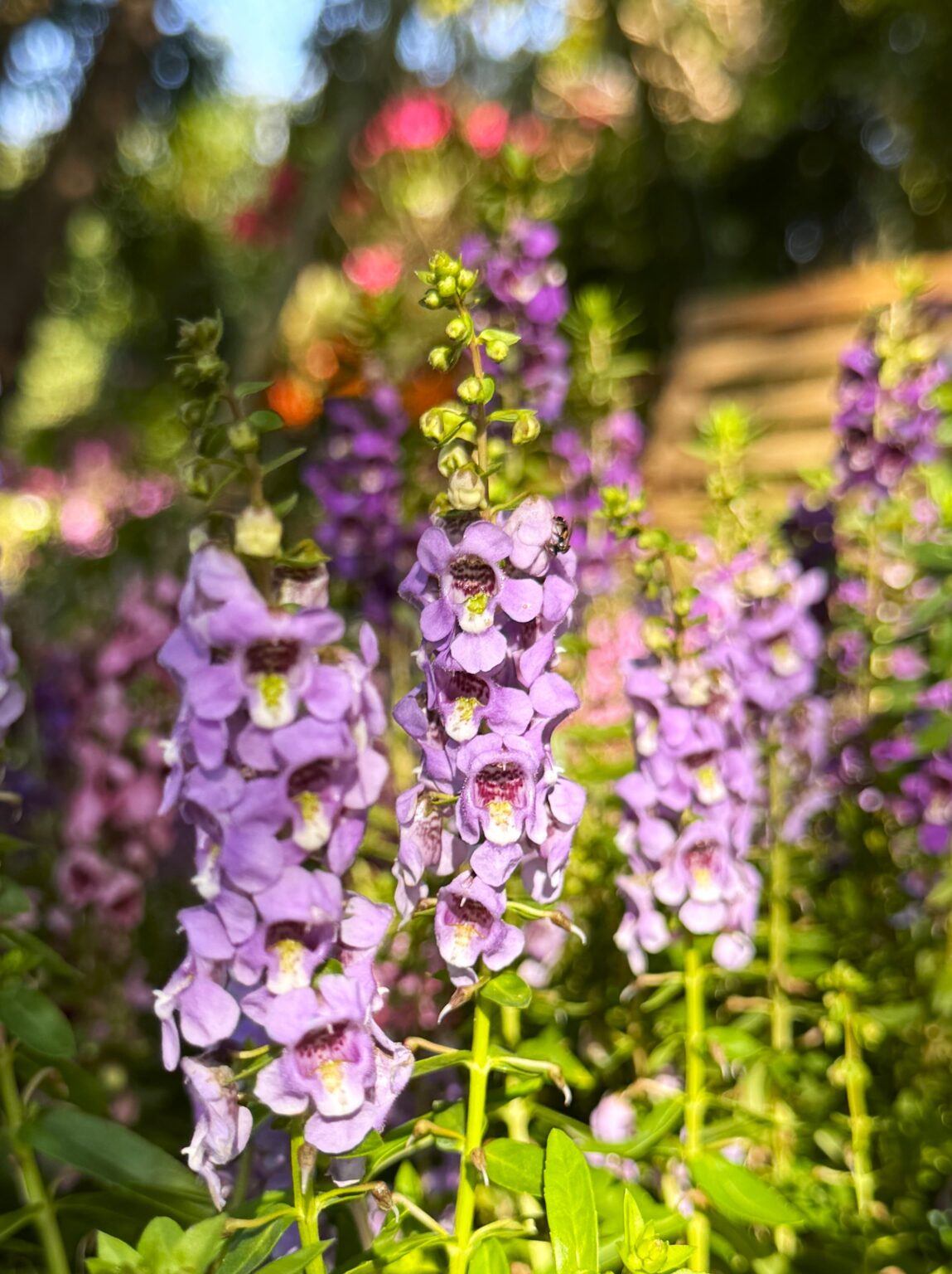 Lavender-purple angelonia flower spikes blooming in a sunny summer garden bed