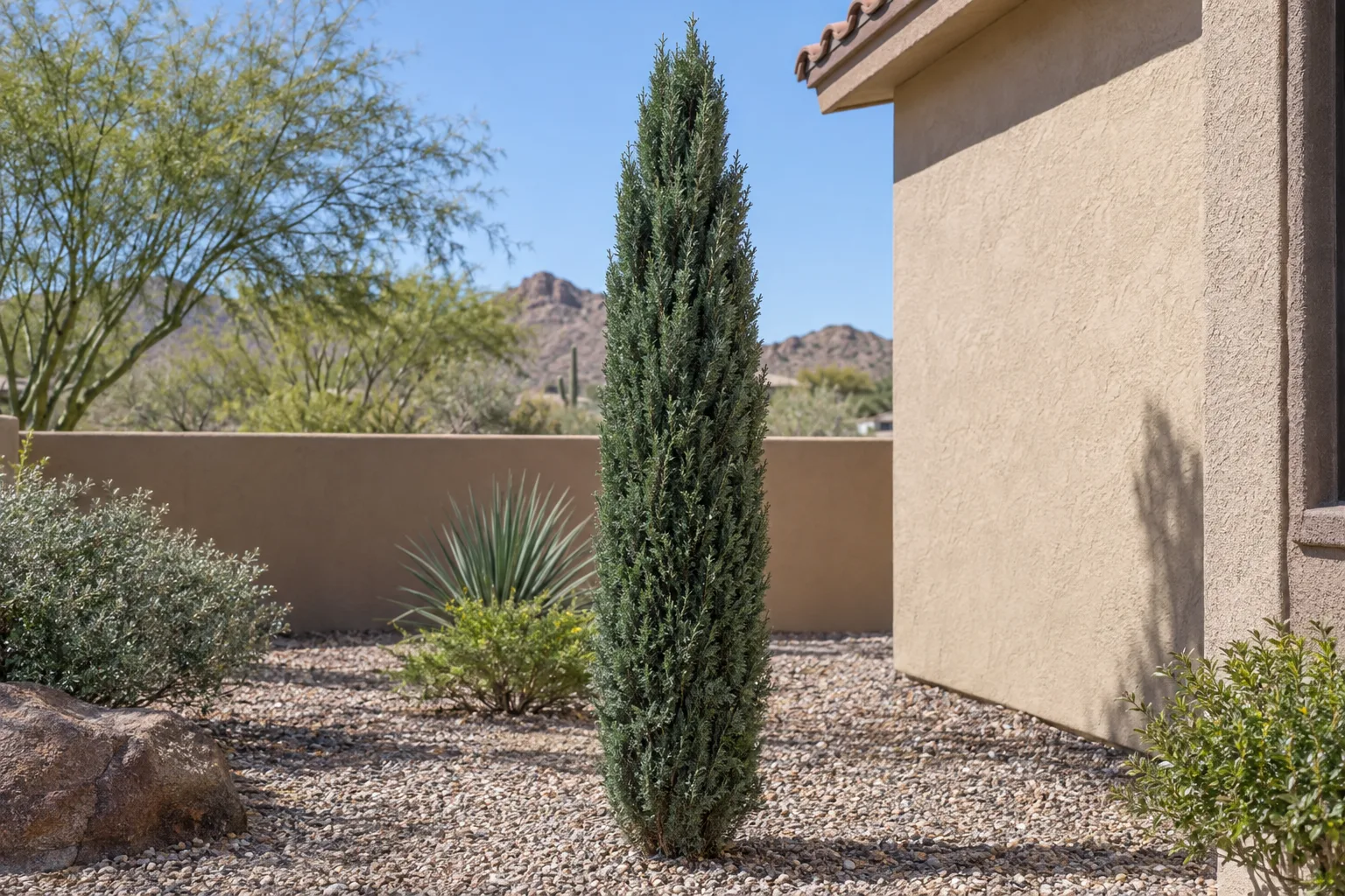Tiny Towers Italian cypress, a narrow dense column of dark green foliage in a gravel yard by a stucco wall