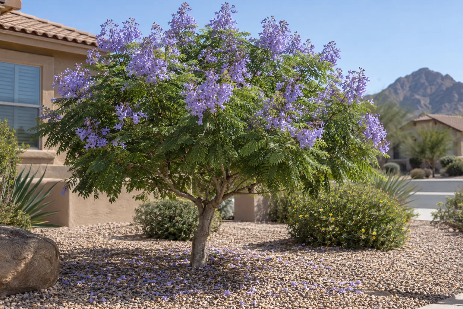 Jacaranda ‘Bonsai Blue’ - Desert Horizon Nursery