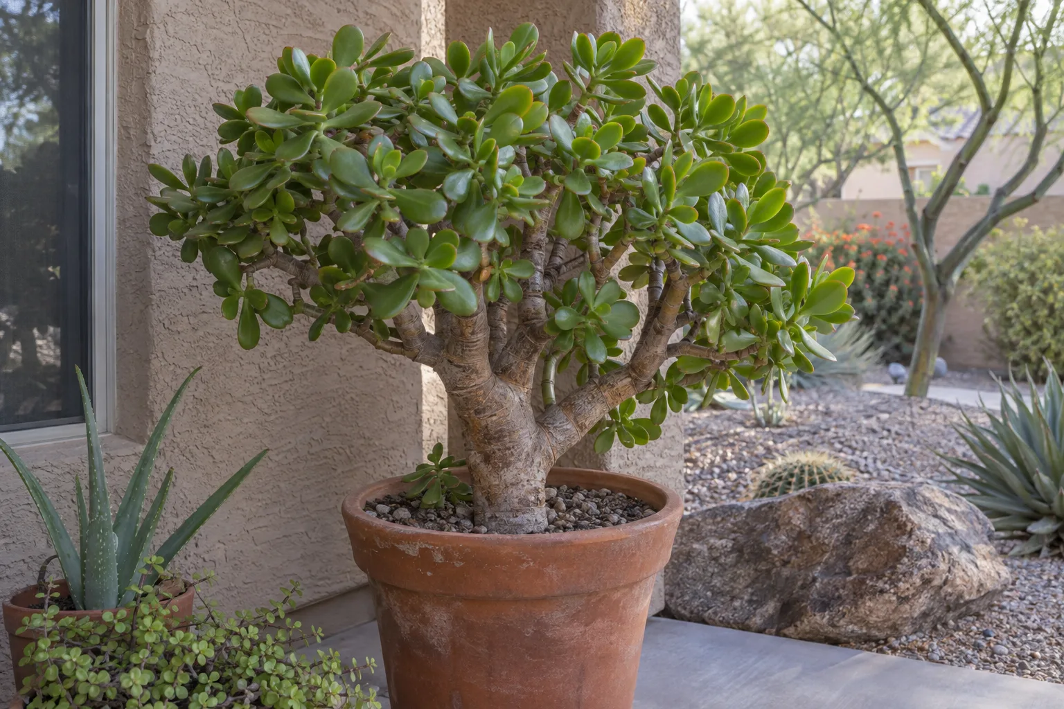 Mature jade plant with thick trunk in a terra cotta pot on a shaded patio