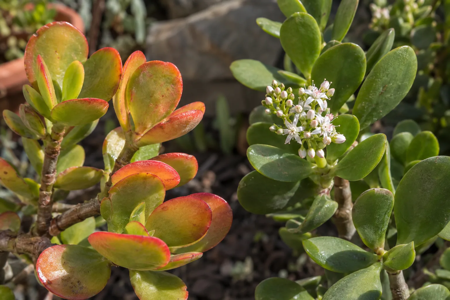Jade leaves with red sunburn edges next to healthy green leaves for comparison
