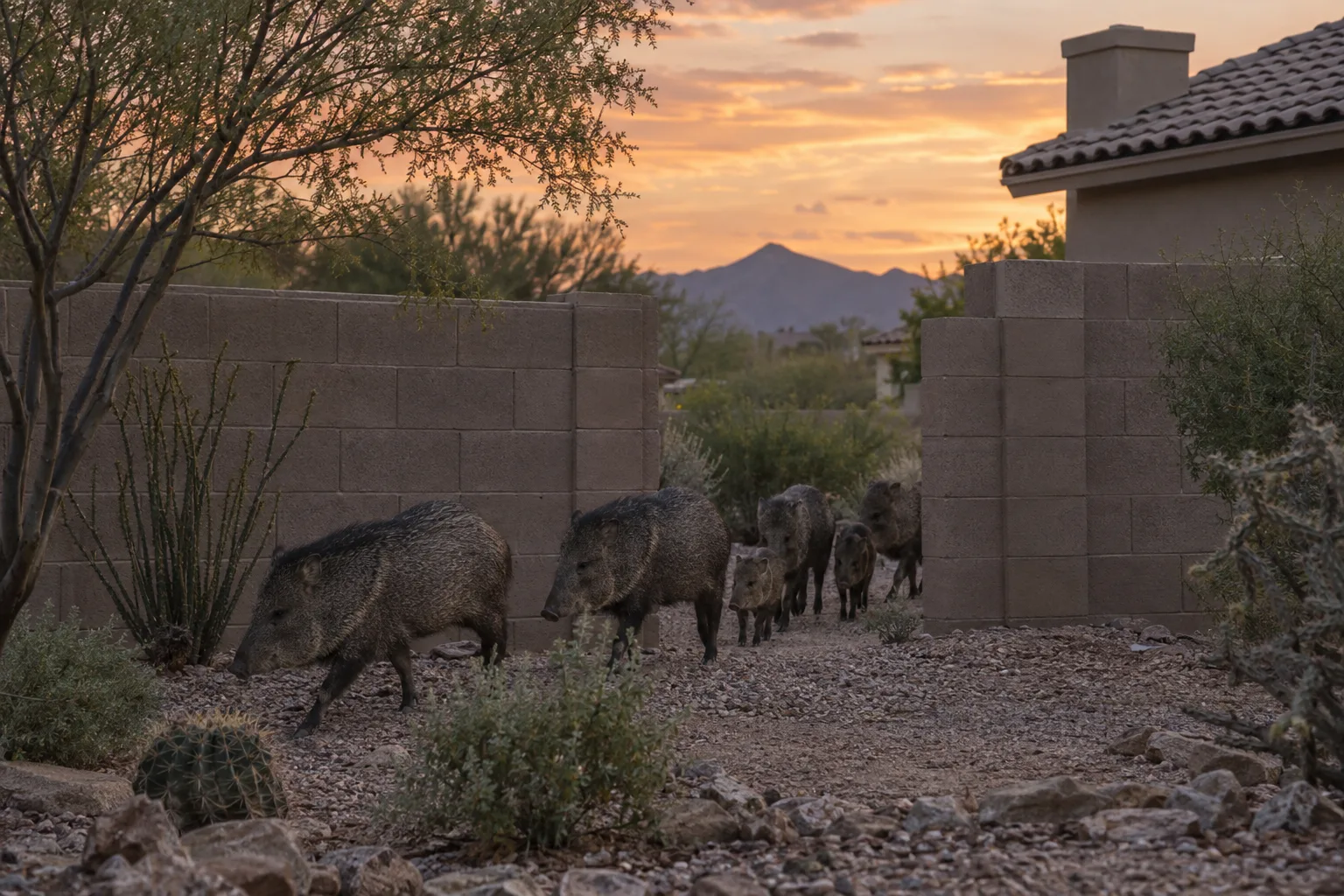 Javelina herd walking along a block wall at dusk in an East Valley neighborhood