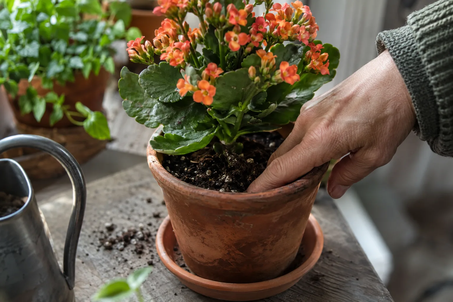 Finger checking soil dryness in a blooming kalanchoe pot with drainage saucer