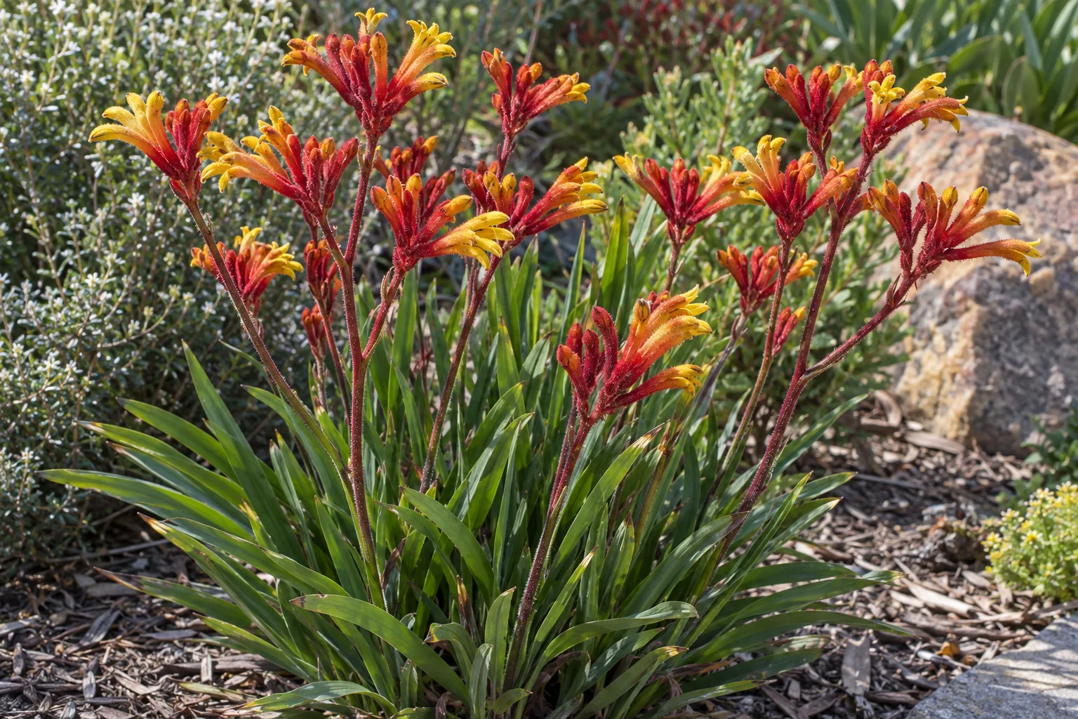 Kangaroo paw with fuzzy red, orange and yellow flowers on tall stems above strappy leaves