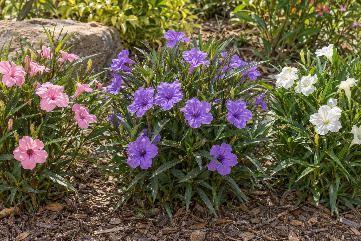 Katie ruellia dwarf clumps with purple, pink and white trumpet flowers in a sunny garden bed