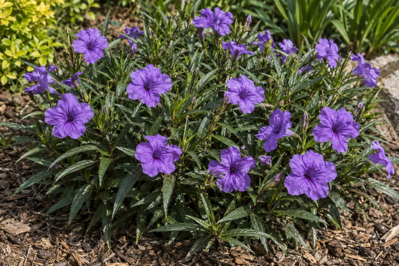 Katie ruellia low mound of narrow dark green leaves with purple trumpet flowers in a garden bed