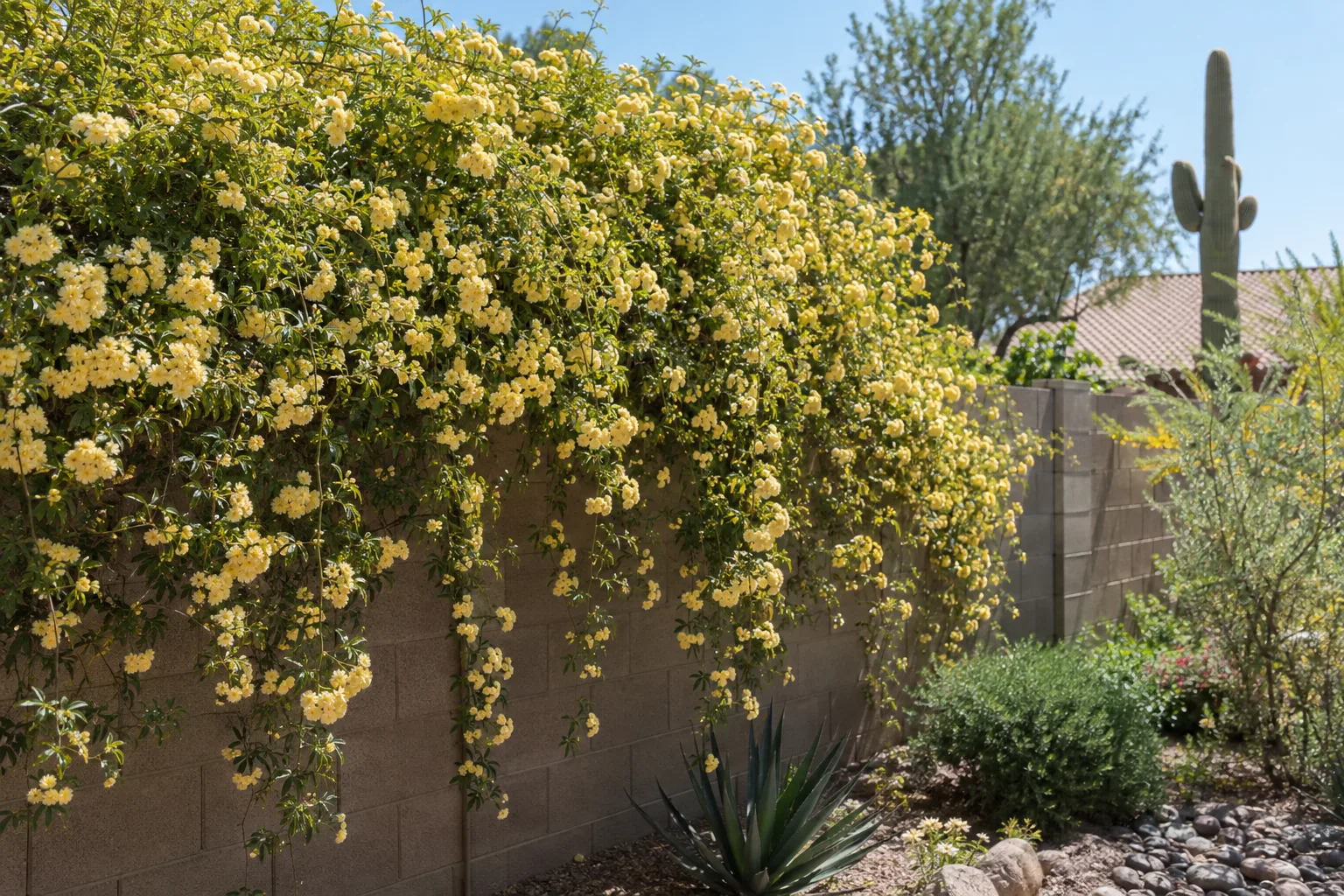 Yellow Lady Banks' rose blooms covering a wooden backyard fence in early spring