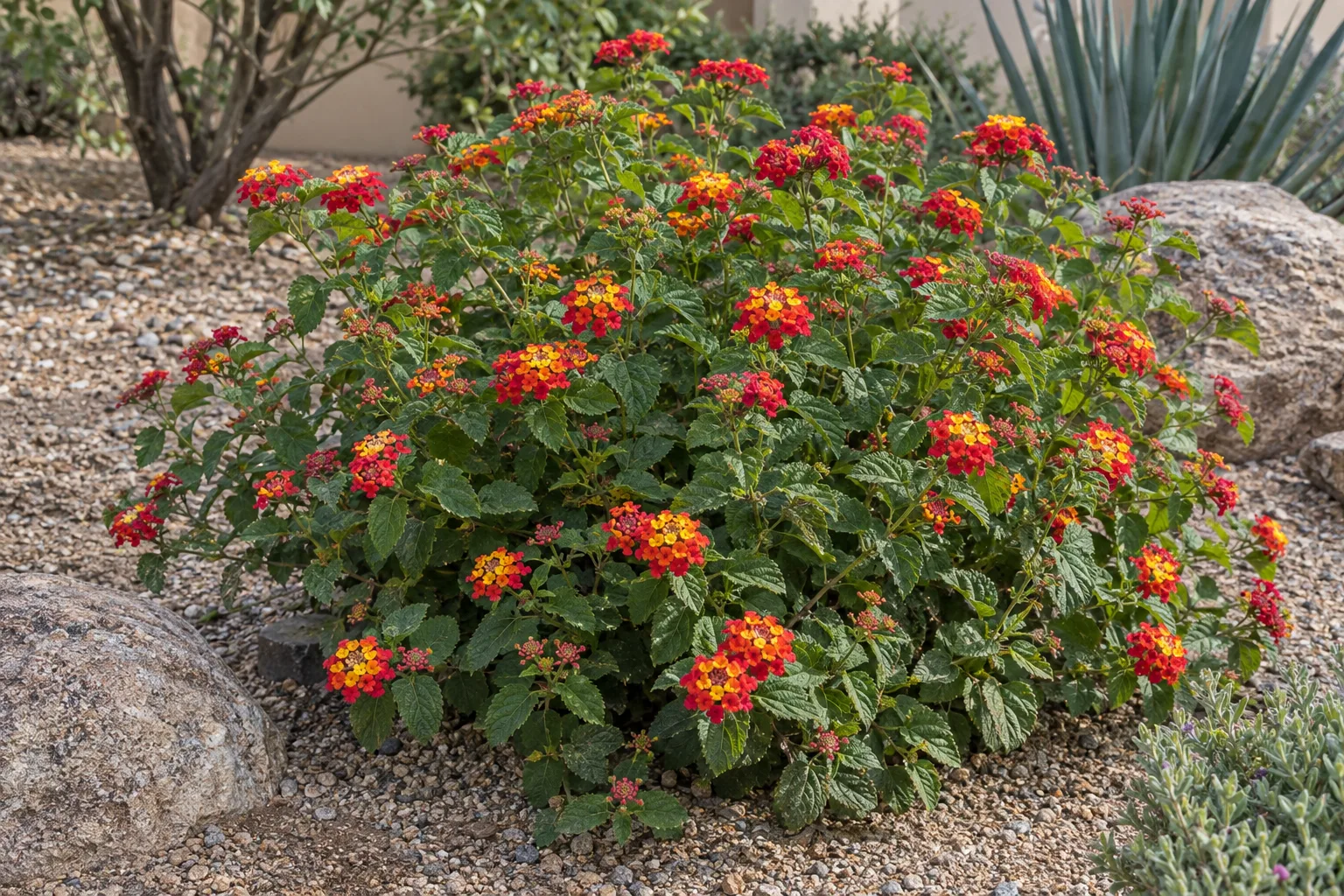 AZ Cherry lantana shrub with cherry-red flower clusters centred in orange and yellow