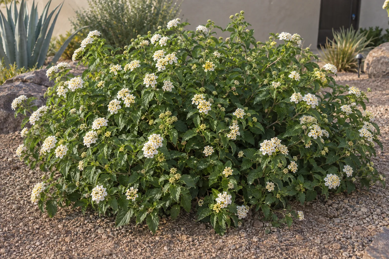 AZ Pearl lantana mound with pearl-white flower clusters and pale yellow centres in a gravel bed