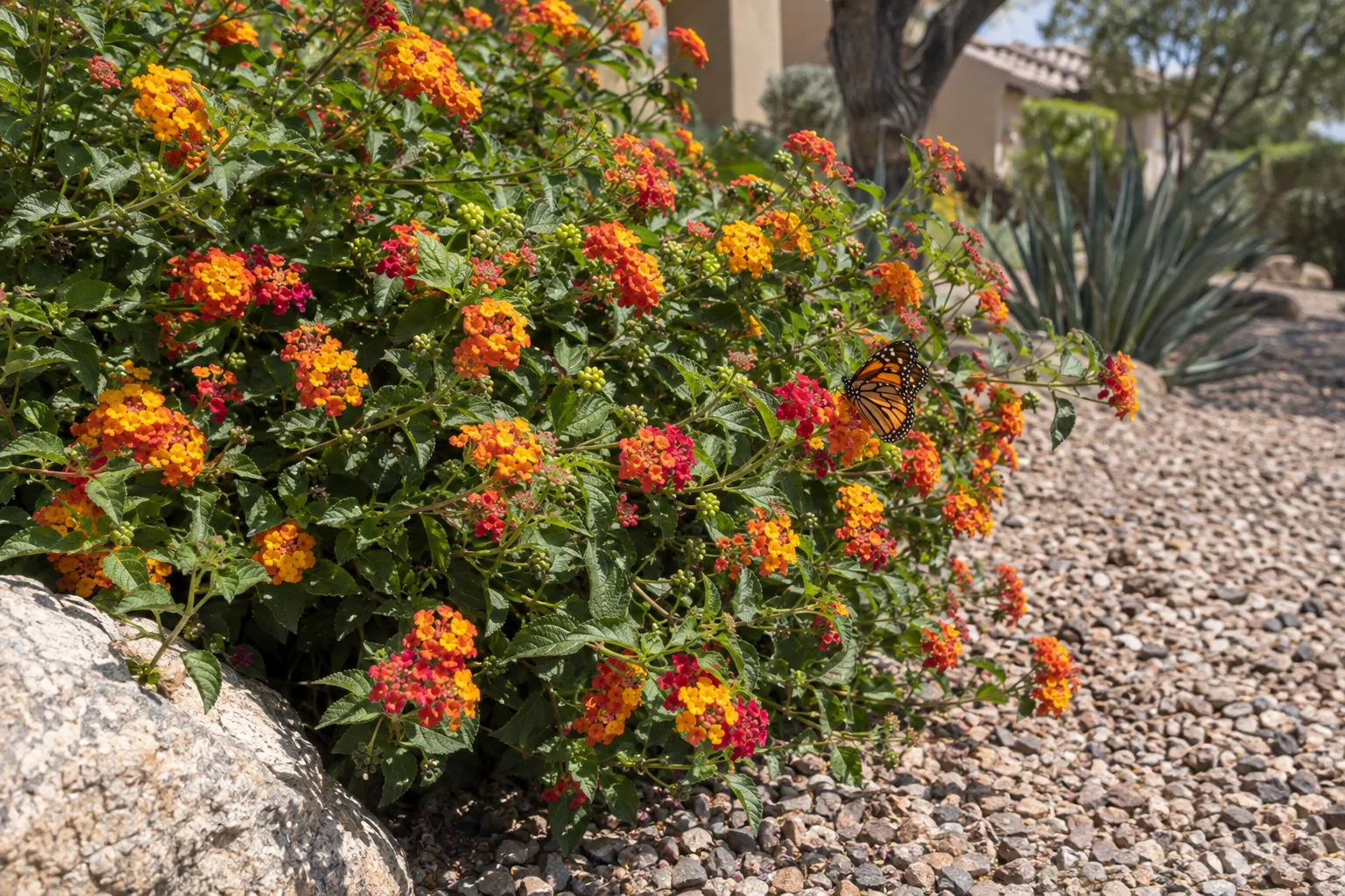Orange and yellow lantana blooms spilling over a gravel edge in full afternoon sun