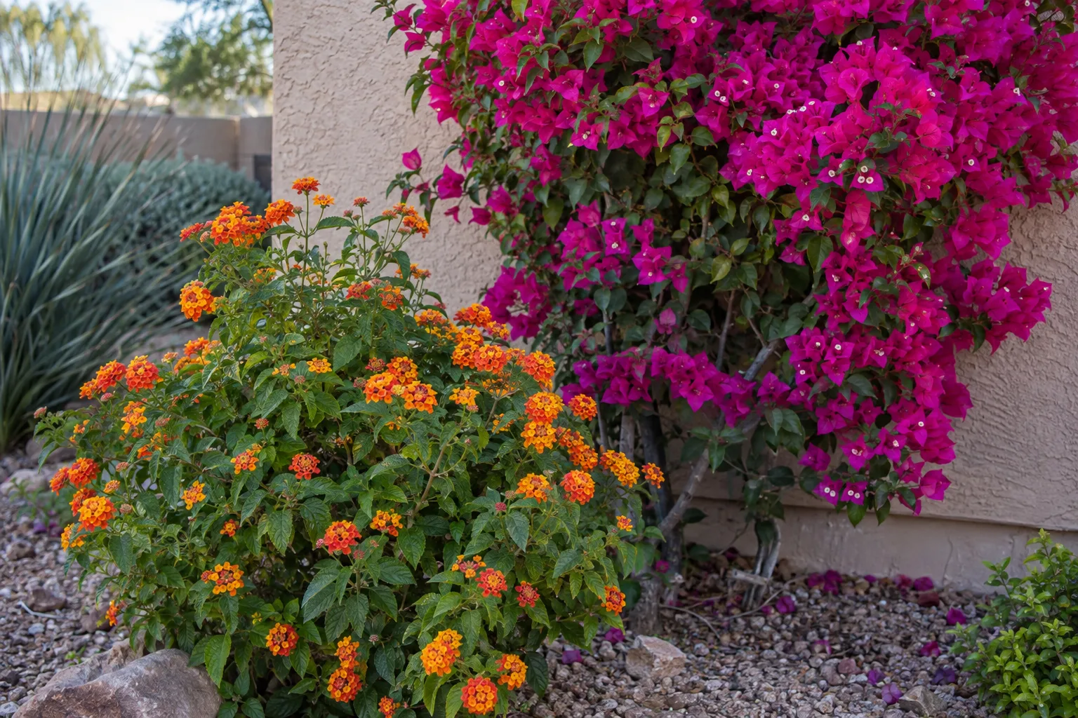 Orange lantana blooming in front of magenta bougainvillea against a tan stucco wall