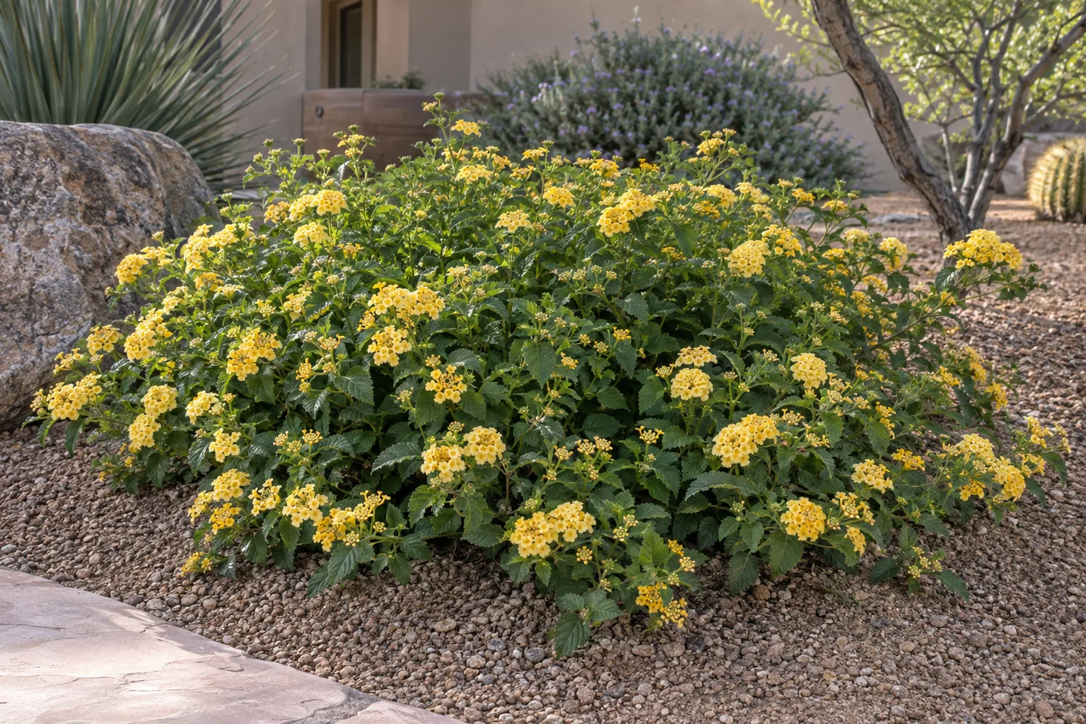 Chapel Hill Yellow lantana spreading low with soft yellow flower clusters along a gravel bed