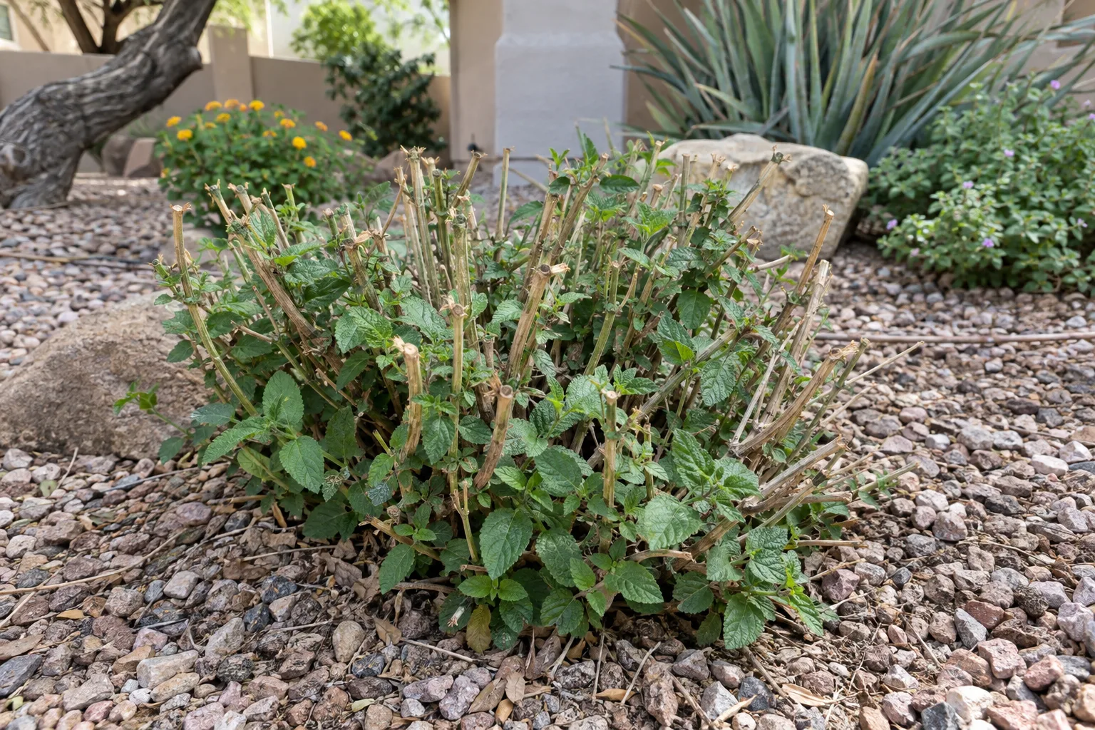 Lantana cut back to short stems with small green shoots at the base